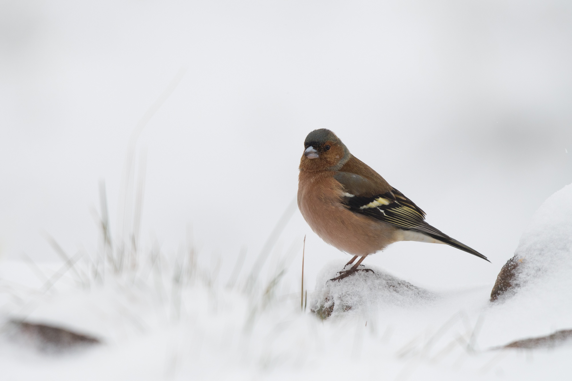 Laden Sie das Tiere, Winter, Vögel, Schnee, Vogel, Fink-Bild kostenlos auf Ihren PC-Desktop herunter