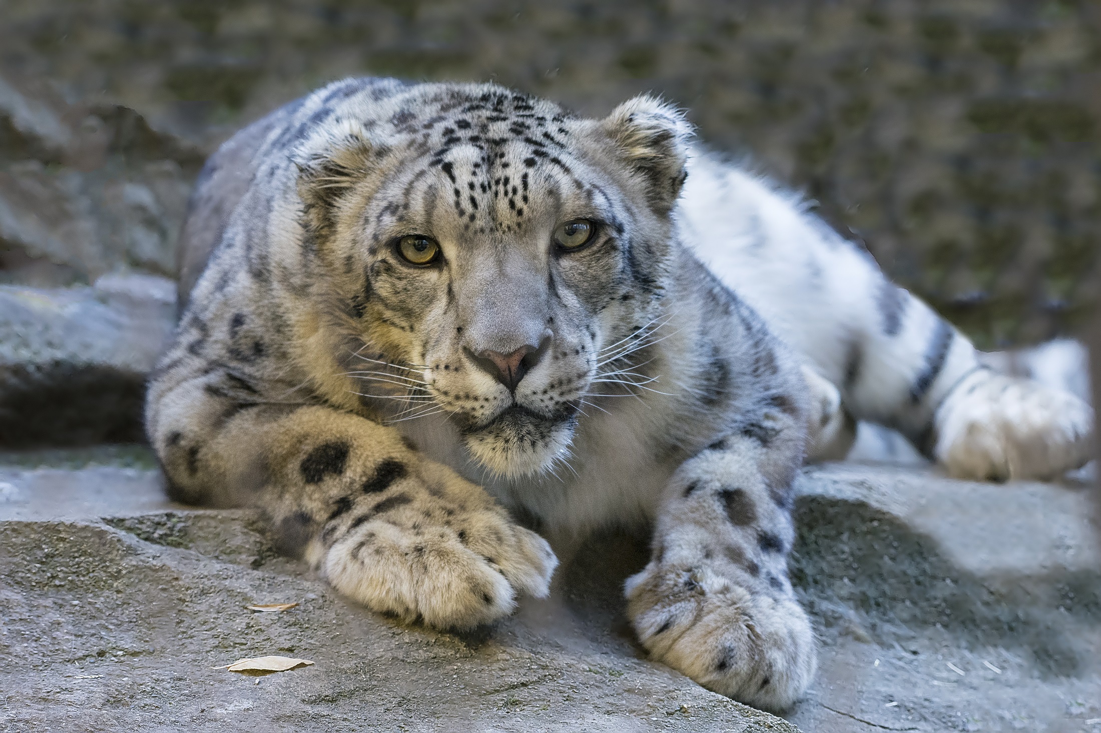 animal, snow leopard, cat, stare, wildcat, cats