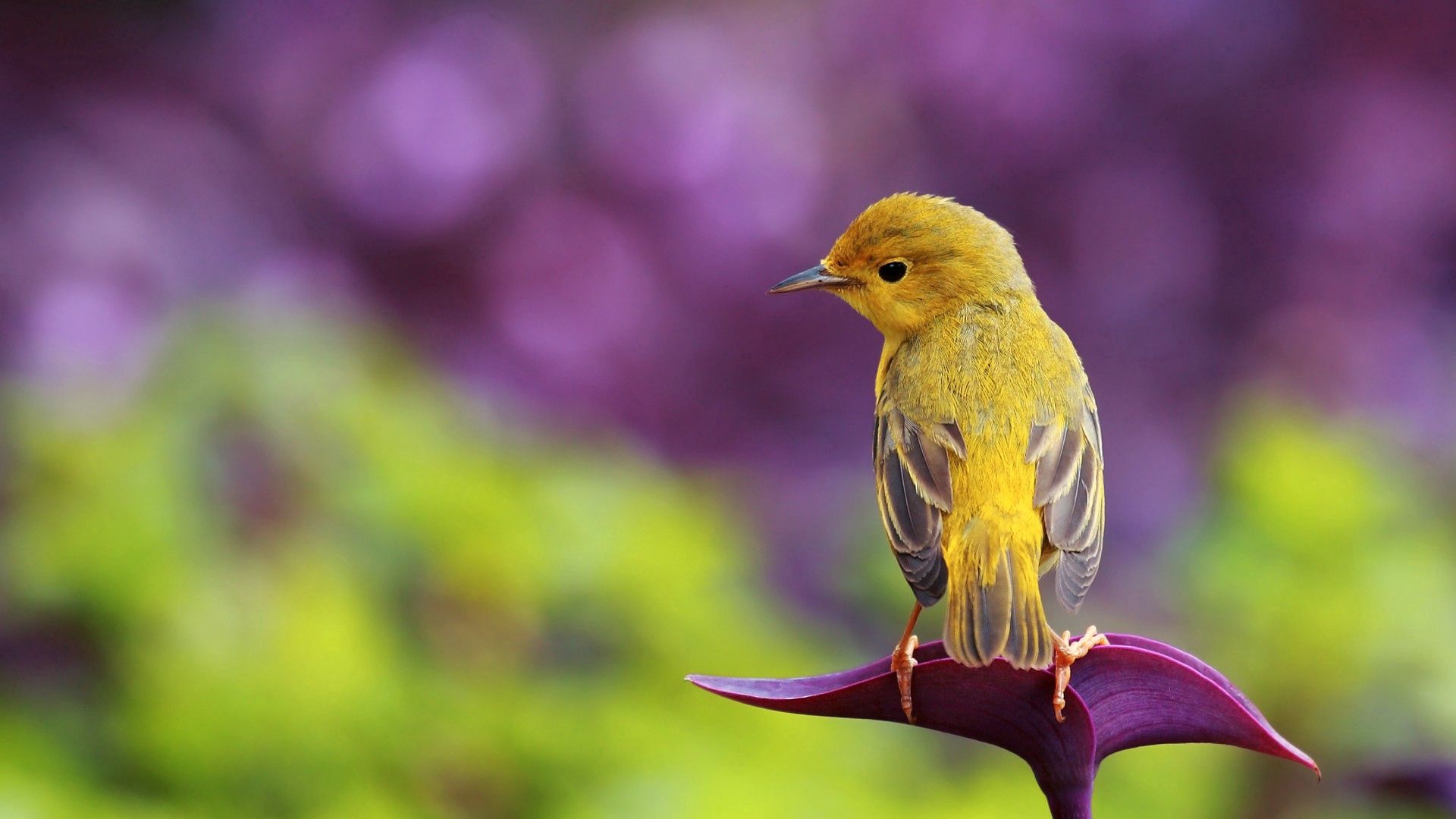 animals, color, bird, sit, beautiful, branch 1080p