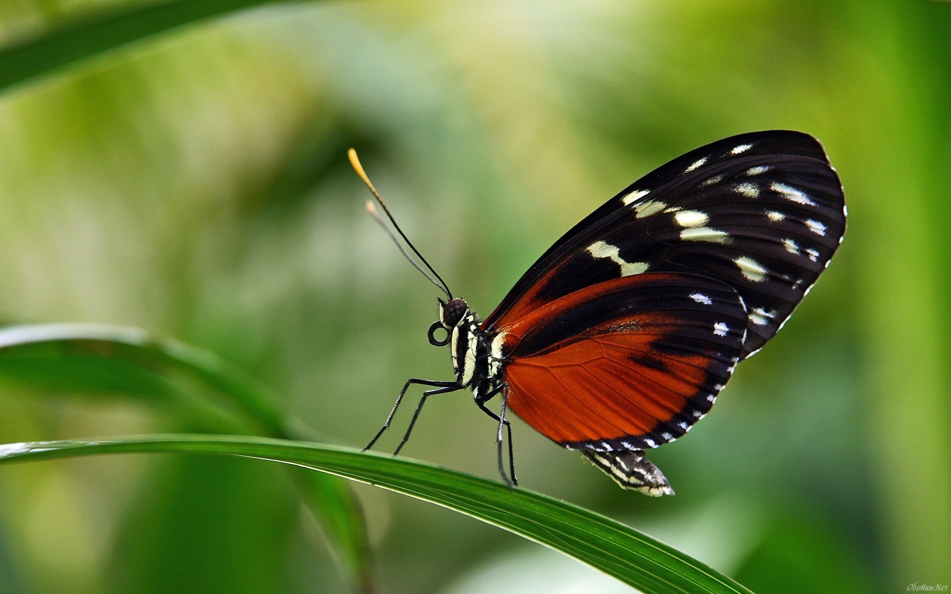 Descarga gratuita de fondo de pantalla para móvil de Animales, Mariposa.