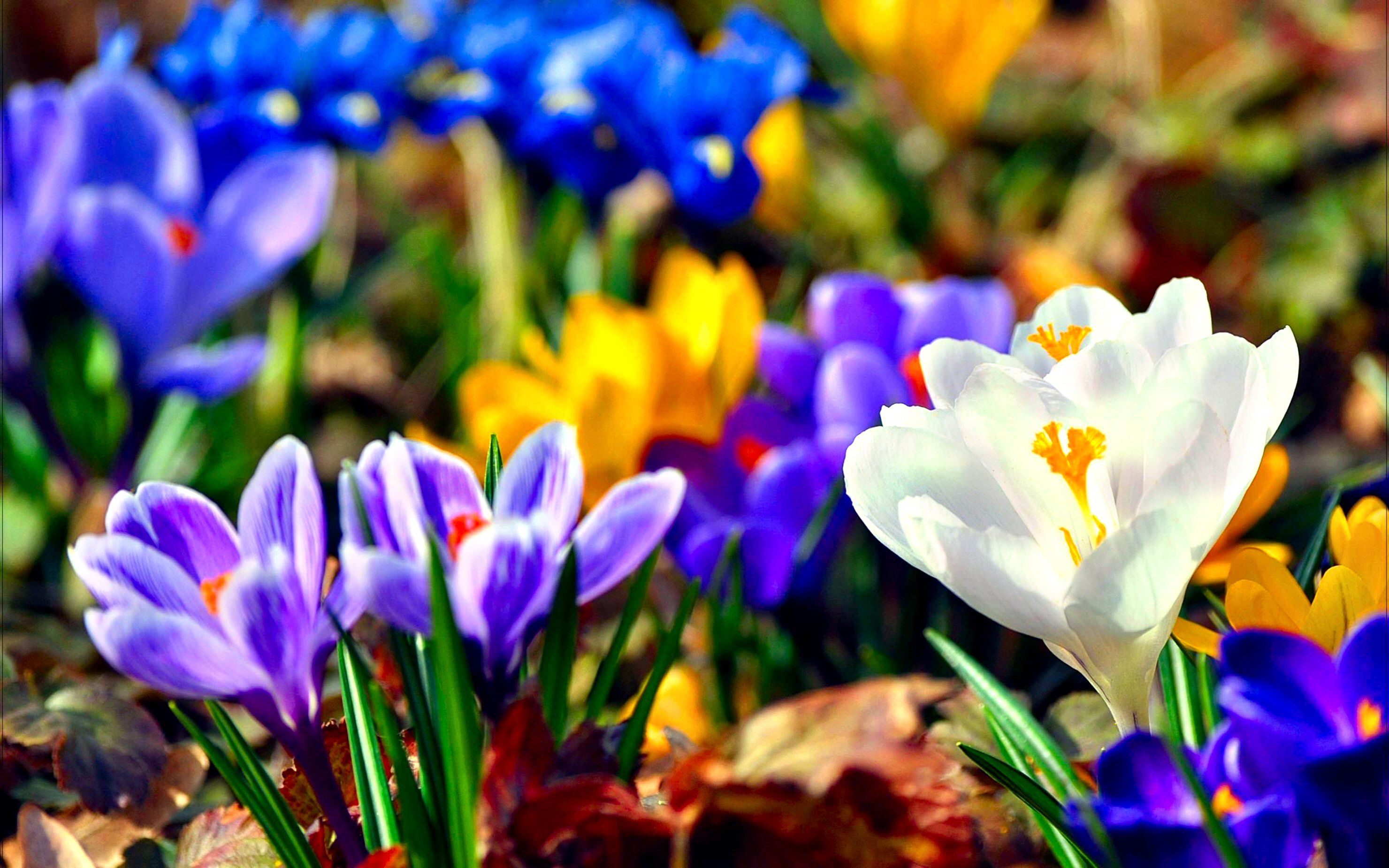 278249 завантажити шпалери синя квітка, фіолетова квітка, весна, земля, крокус, барвистий, квітка, біла квітка, жовта квітка, флауерзи - заставки і картинки безкоштовно