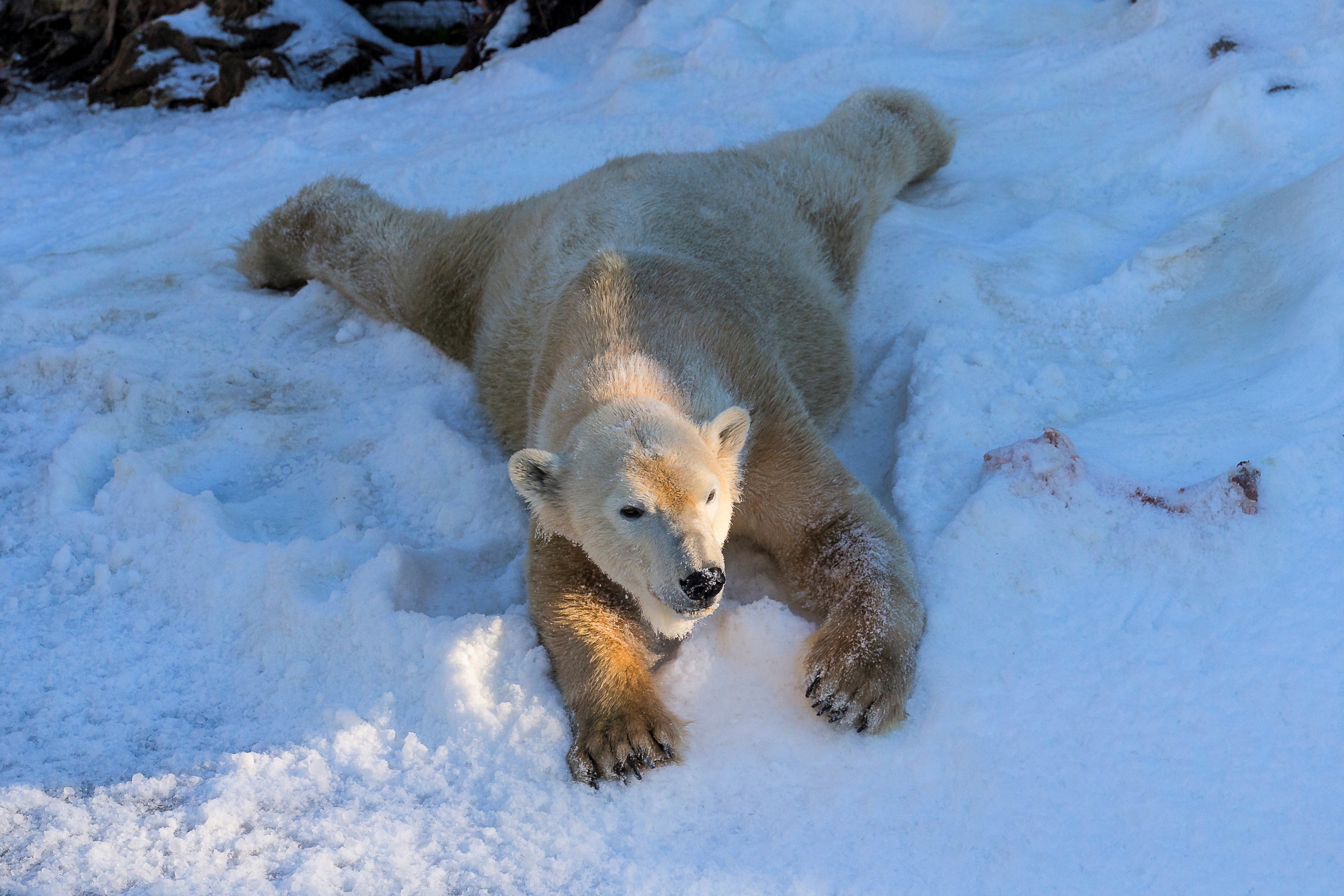 Скачать обои бесплатно Животные, Зима, Снег, Медведи, Полярный Медведь, Лежа картинка на рабочий стол ПК
