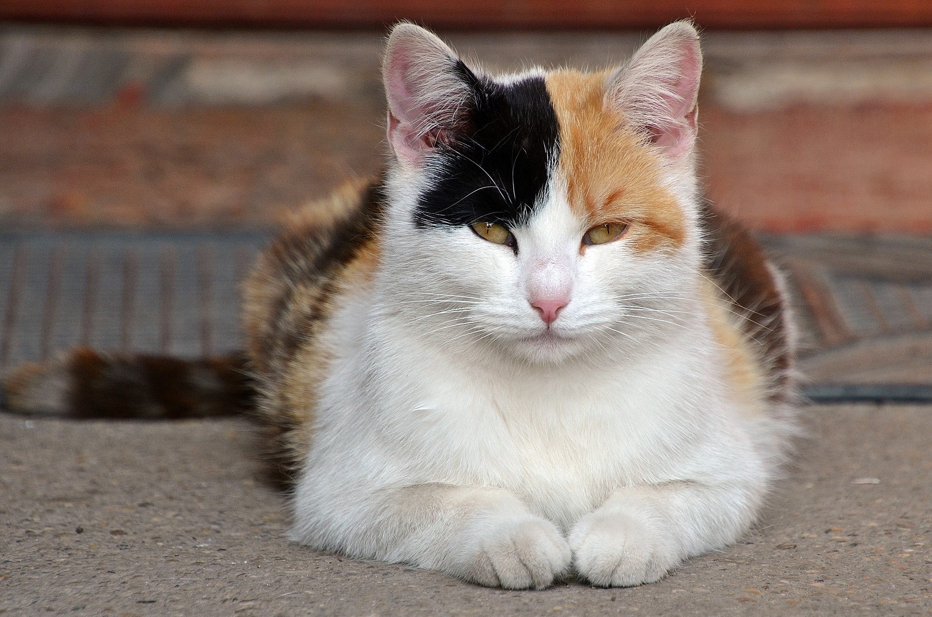 Handy-Wallpaper Tiere, Katzen, Katze, Starren kostenlos herunterladen.