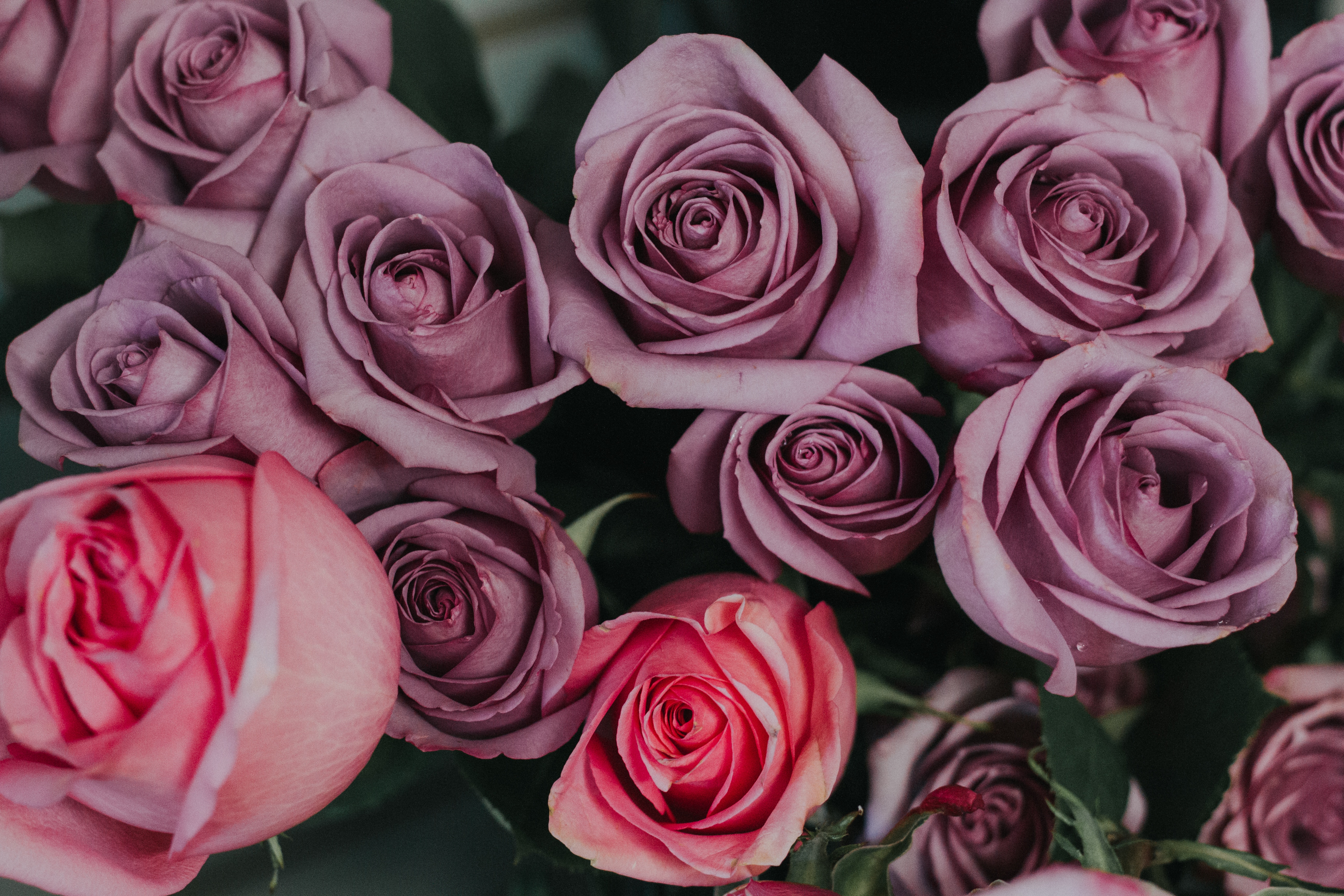 Handy-Wallpaper Rosa, Bouquet, Blumen, Knospen, Strauß, Lila, Roses kostenlos herunterladen.