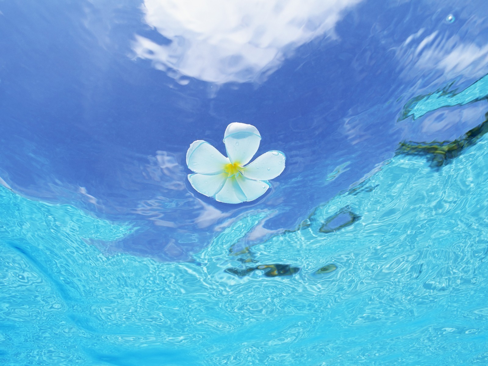 Baixe gratuitamente a imagem Plantas, Flores, Água na área de trabalho do seu PC