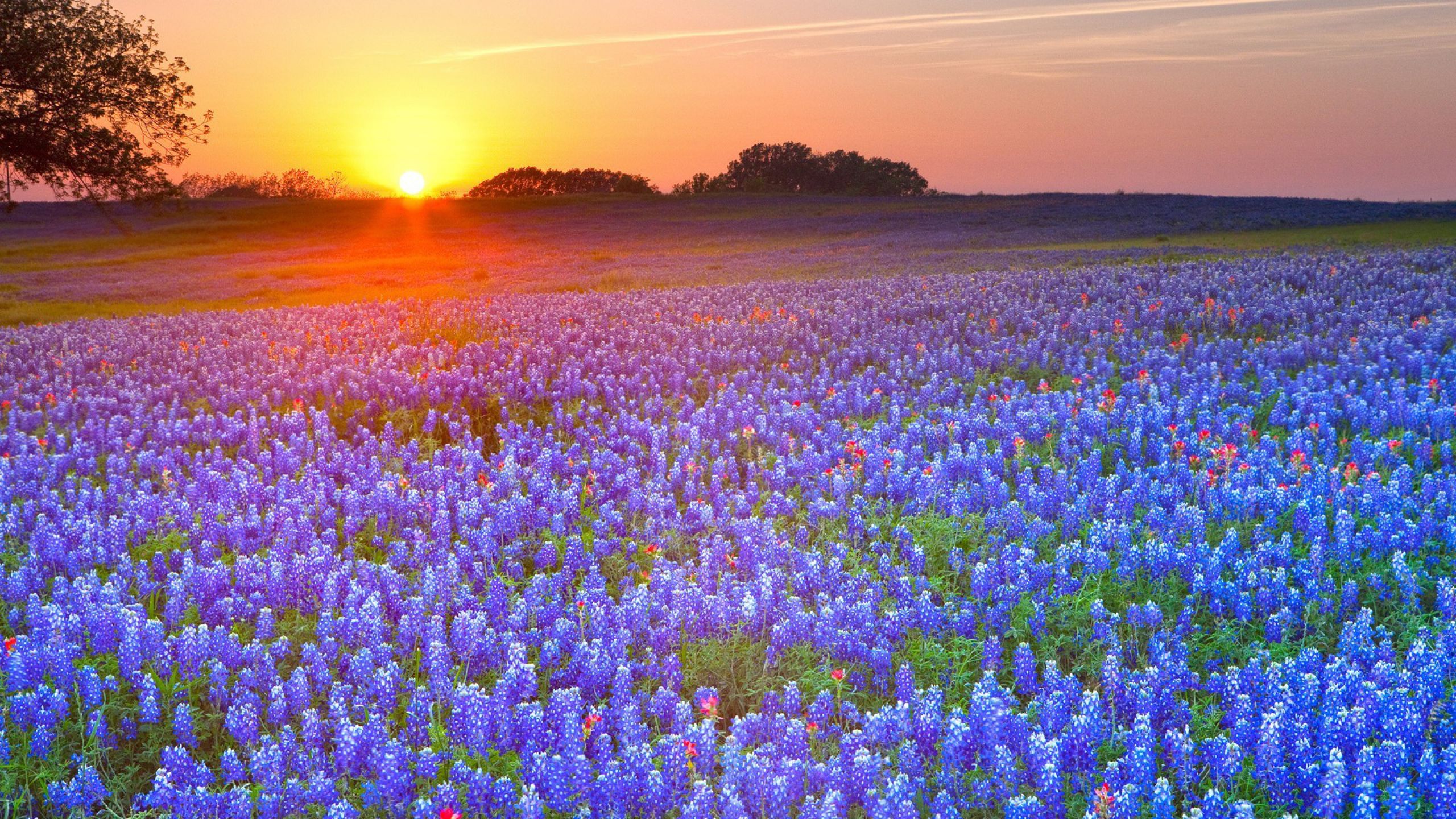 1490125壁紙のダウンロード地球, テキサスブルーボネット, 花, 日の出, 日没, テキサス州-スクリーンセーバーと写真を無料で