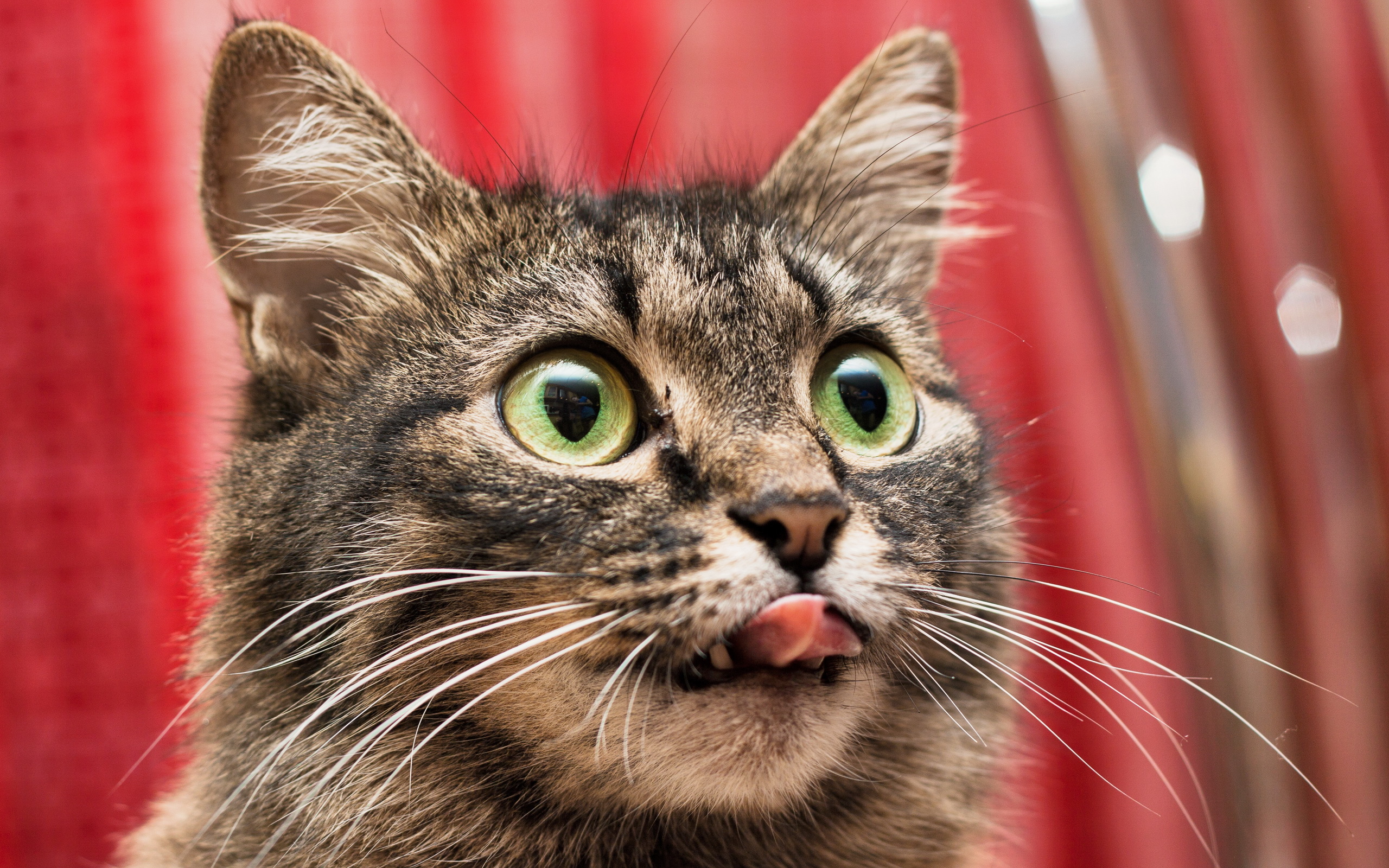 Baixe gratuitamente a imagem Animais, Gatos, Gato na área de trabalho do seu PC