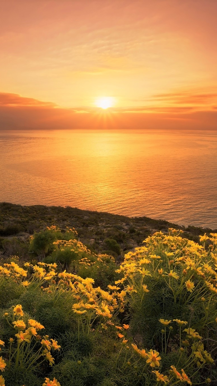 Handy-Wallpaper Horizont, Blume, Küste, Ozean, Gänseblümchen, Gelbe Blume, Meer, Sonnenuntergang, Erde/natur kostenlos herunterladen.