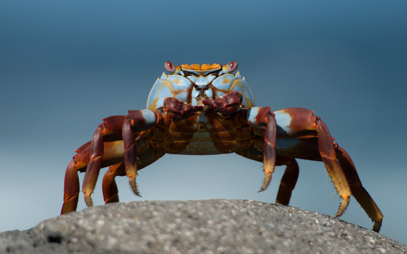 Laden Sie das Tiere, Krabbe-Bild kostenlos auf Ihren PC-Desktop herunter