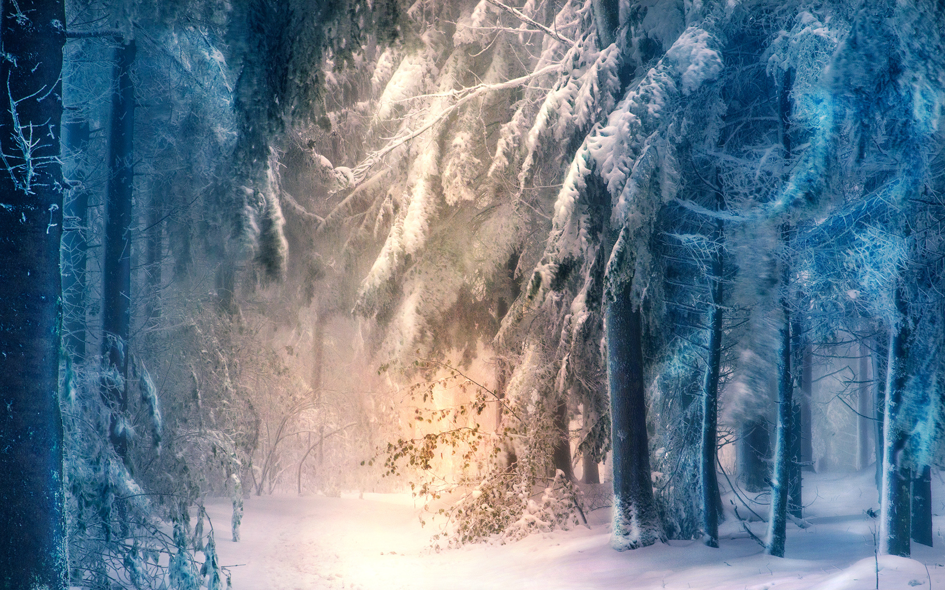 Free download wallpaper Winter, Snow, Forest, Tree, Earth, Sunbeam on your PC desktop