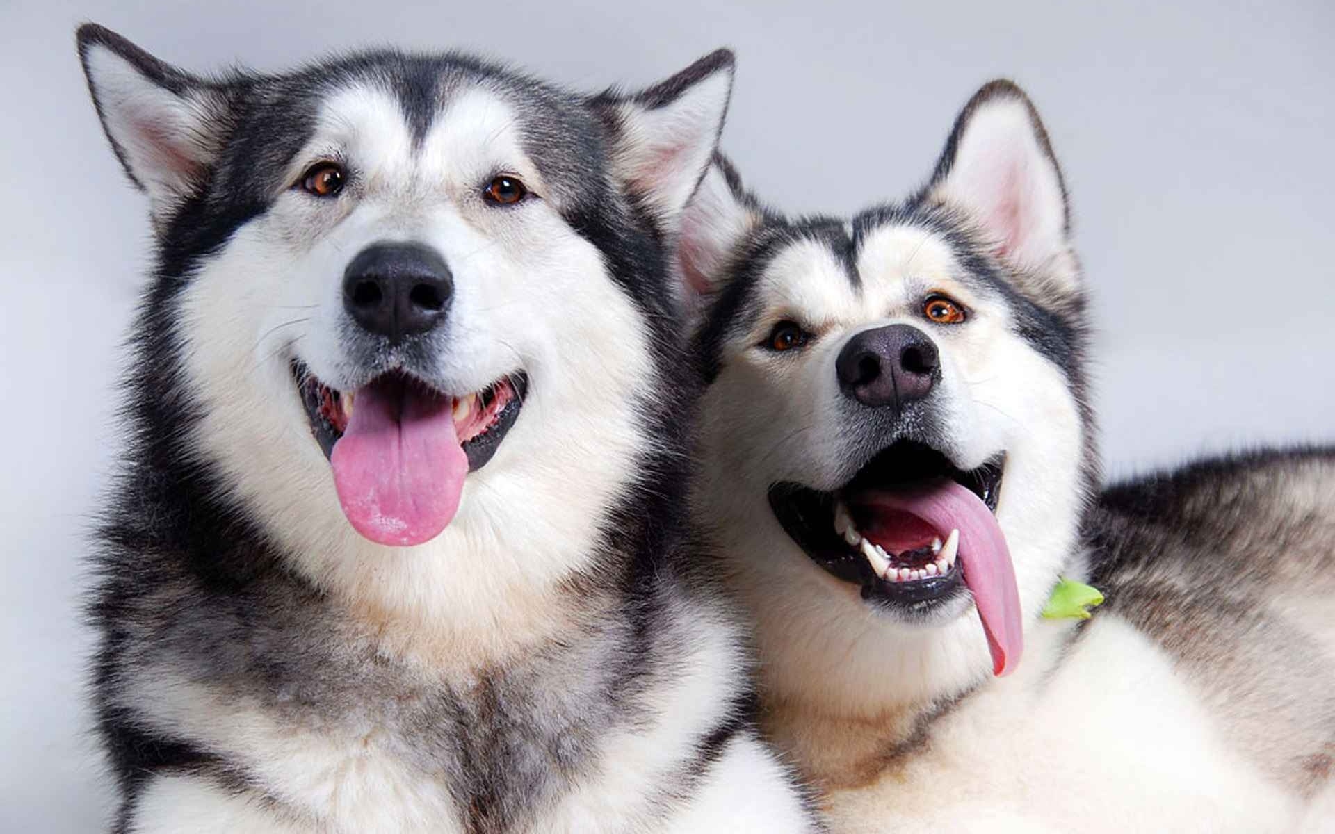 286204 baixar imagens animais, husky, cães - papéis de parede e protetores de tela gratuitamente