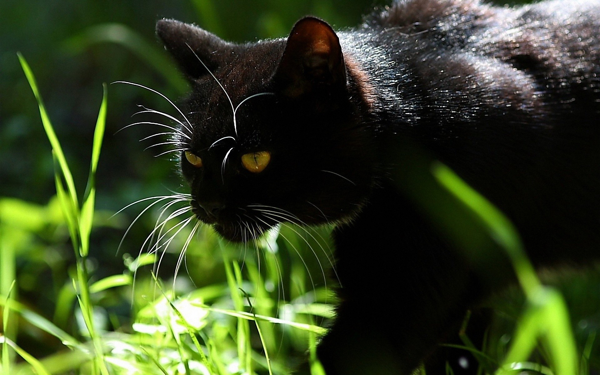 Baixar papel de parede para celular de Animais, Gatos, Gato gratuito.