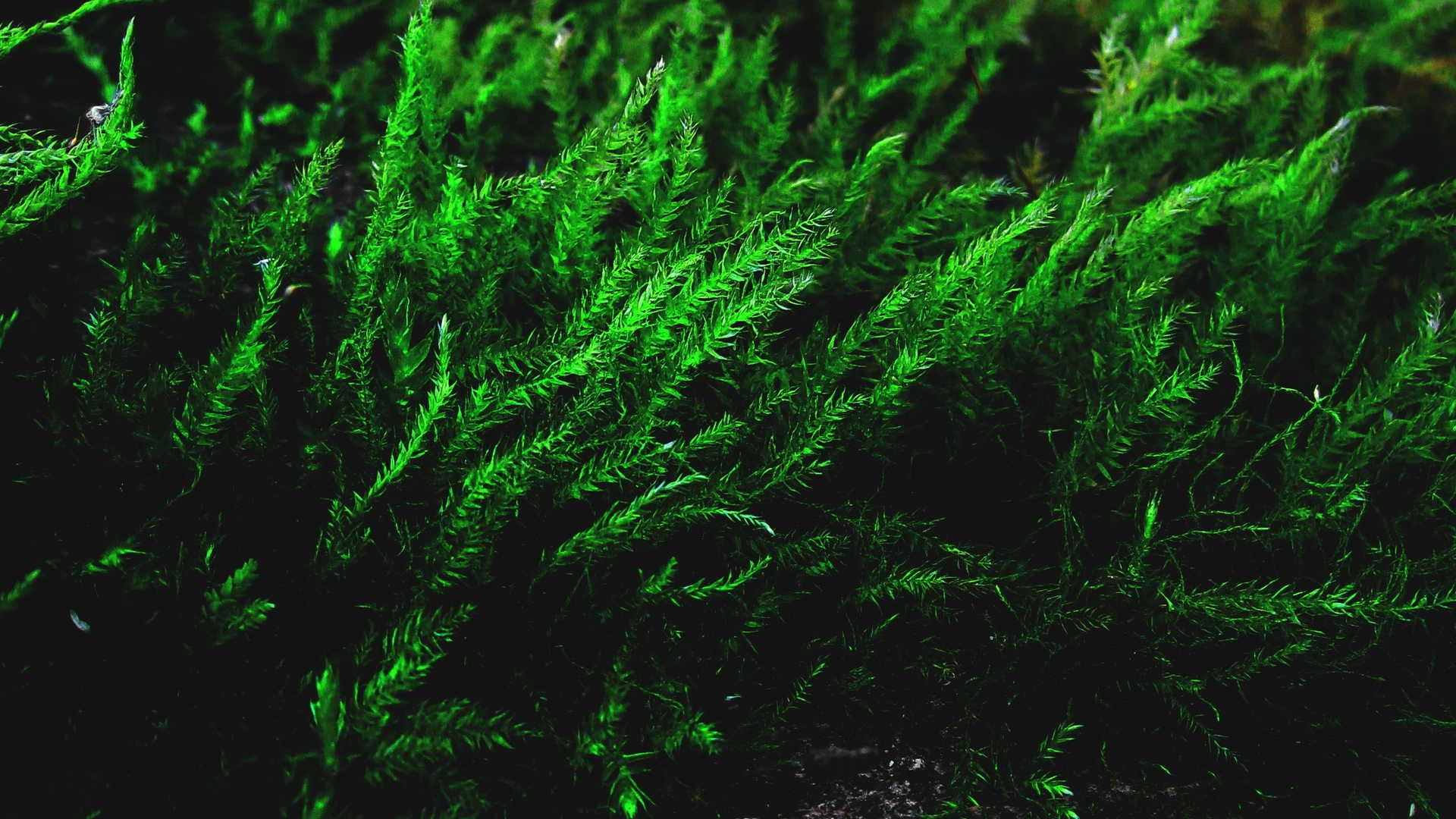 Téléchargez gratuitement l'image Herbe, Terre/nature sur le bureau de votre PC