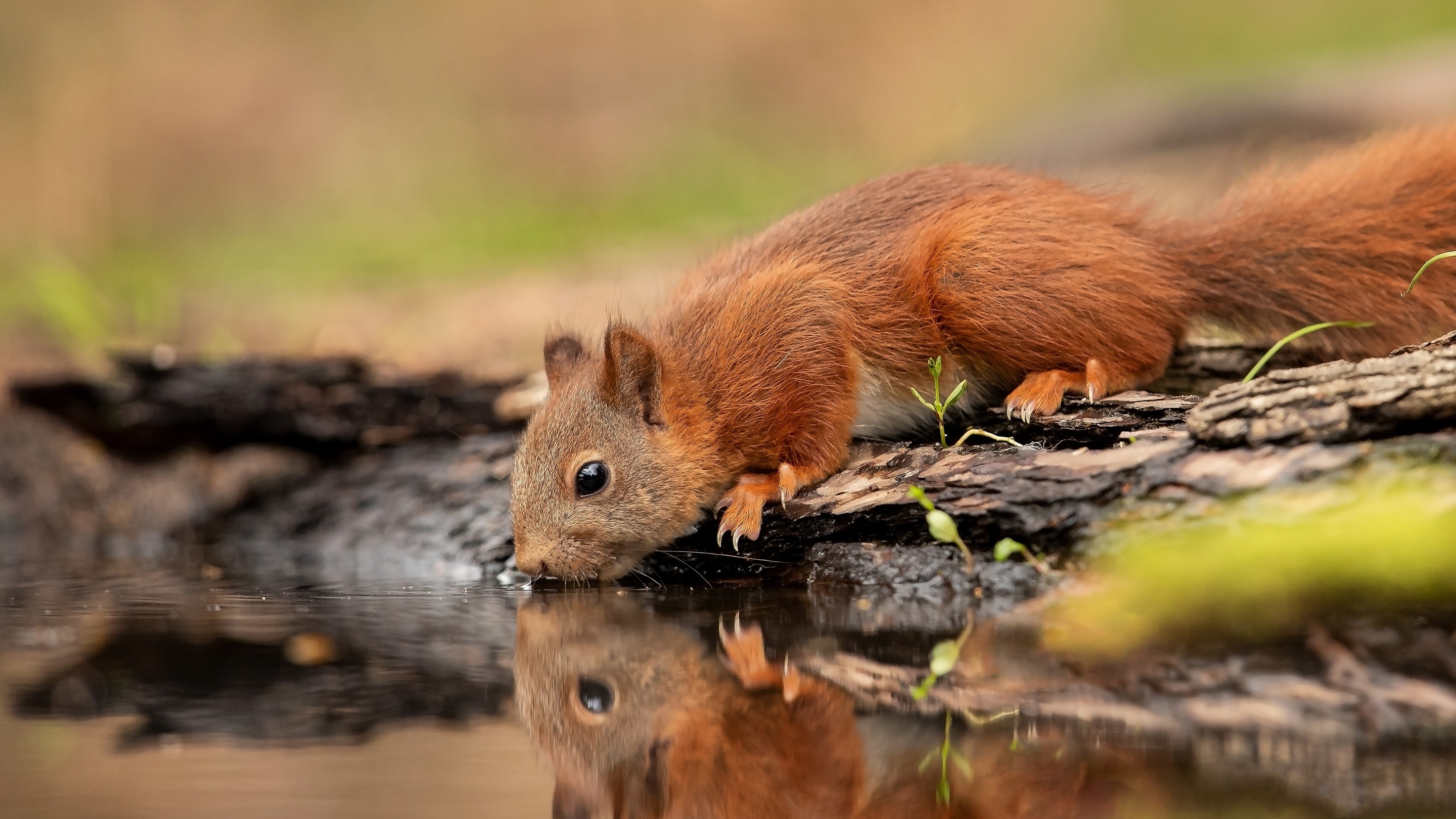 Download mobile wallpaper Squirrel, Reflection, Animal, Rodent for free.