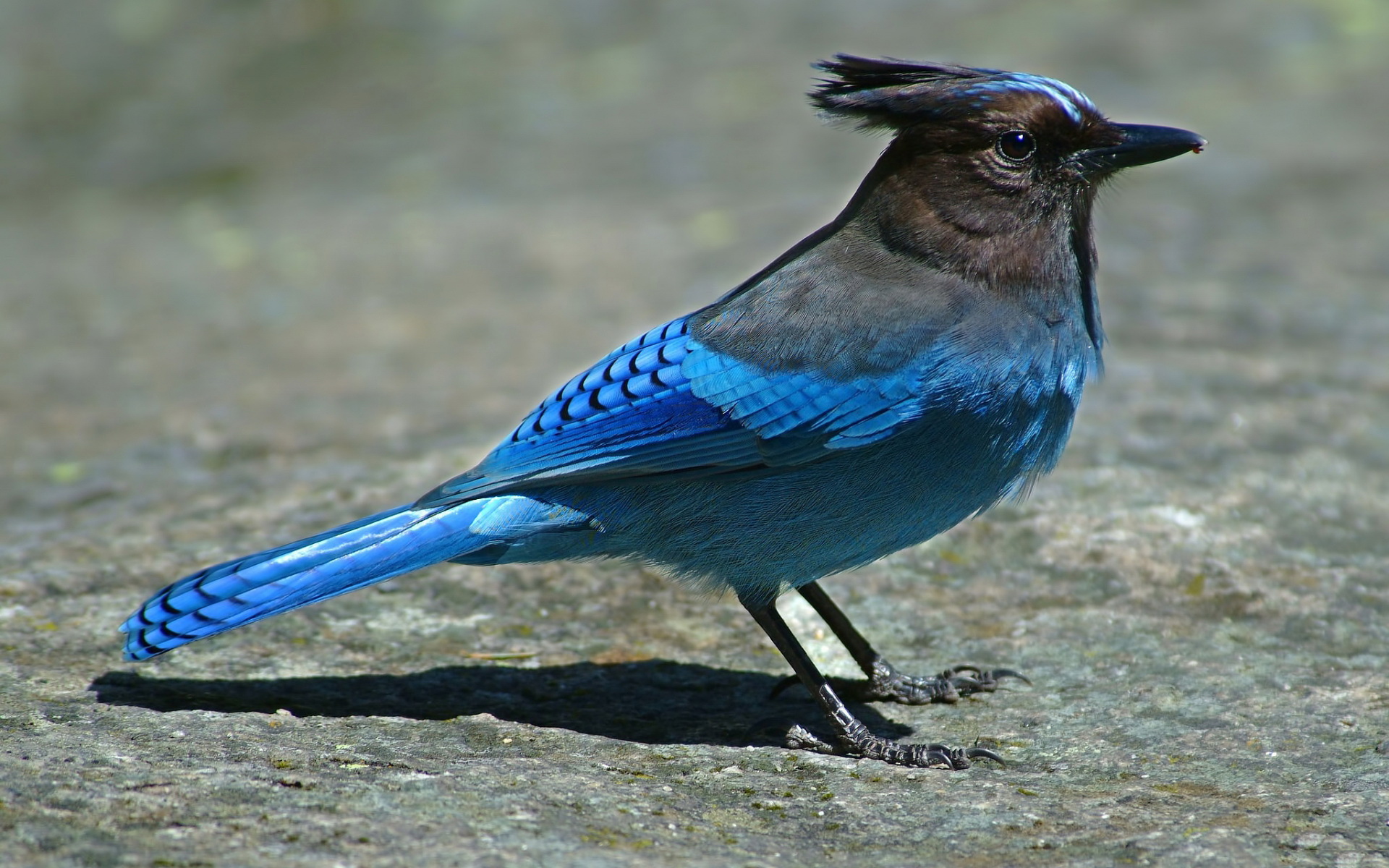 Téléchargez des papiers peints mobile Animaux, Oiseau, Des Oiseaux gratuitement.