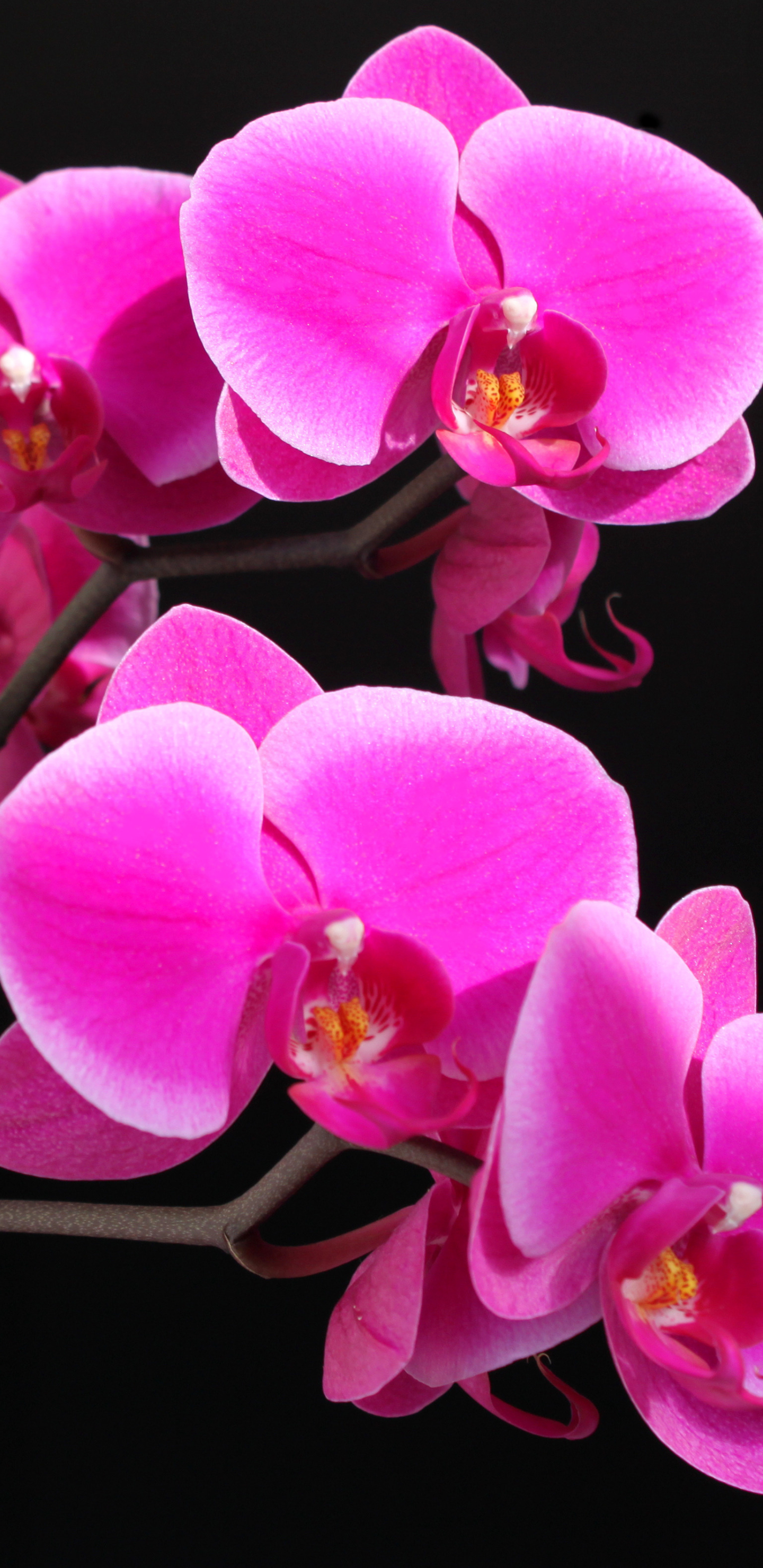 Handy-Wallpaper Blumen, Blume, Orchidee, Erde/natur, Pinke Blume kostenlos herunterladen.