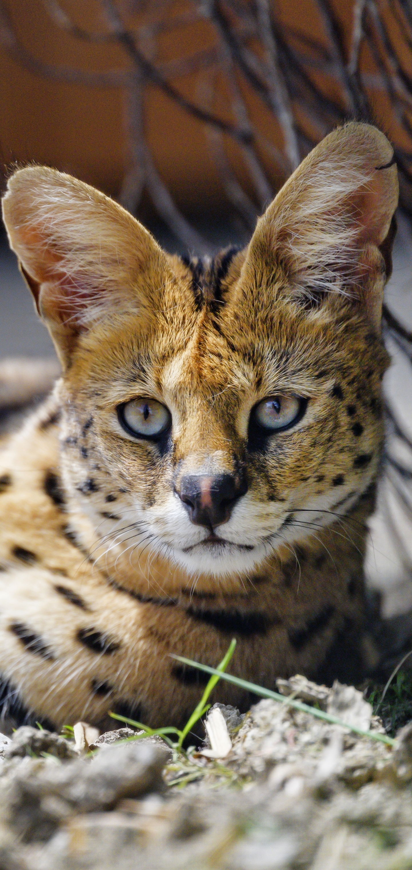 1172004 Bild herunterladen tiere, serval, katzen - Hintergrundbilder und Bildschirmschoner kostenlos