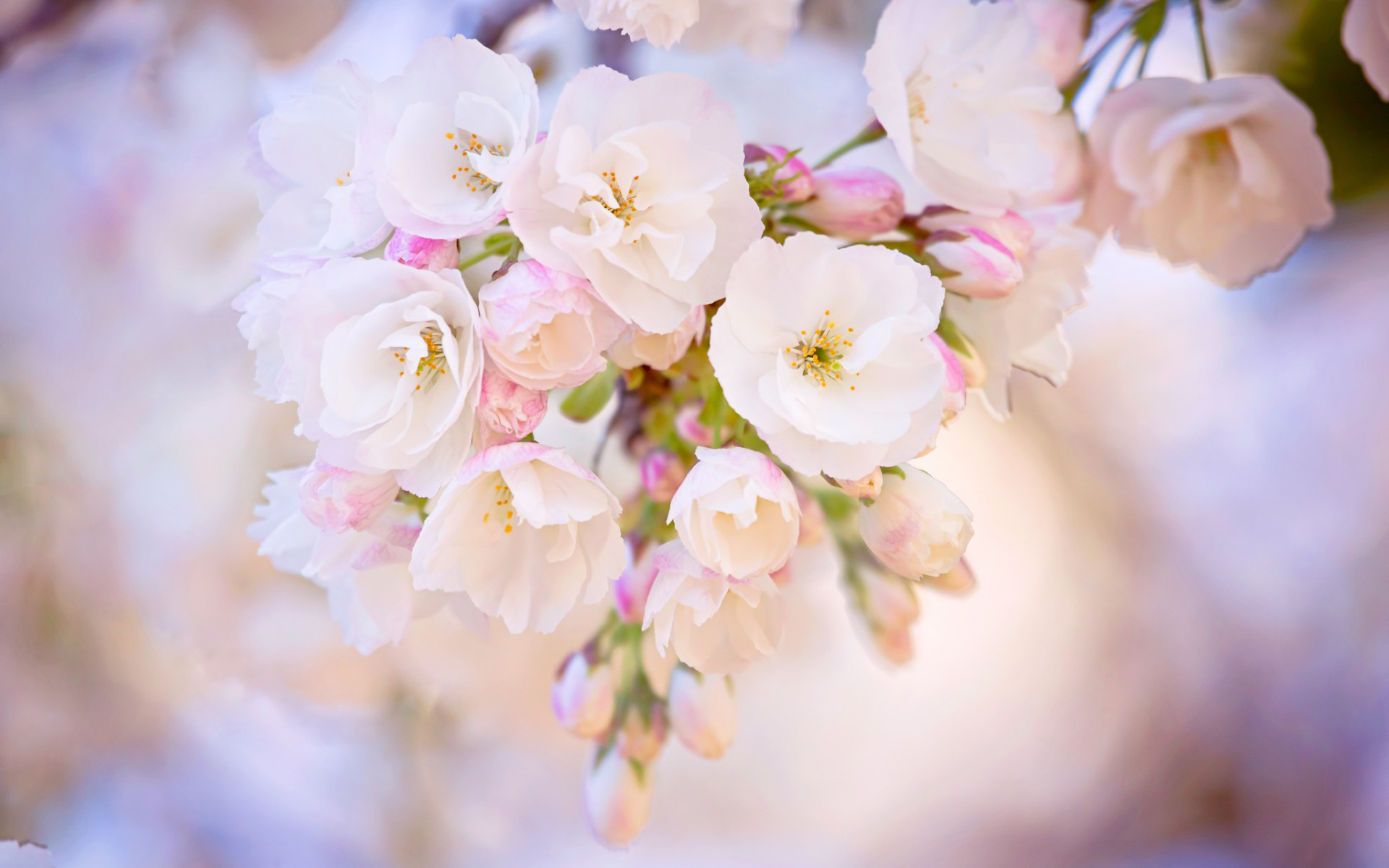 Download mobile wallpaper White Flower, Blossom, Flowers, Flower, Earth for free.