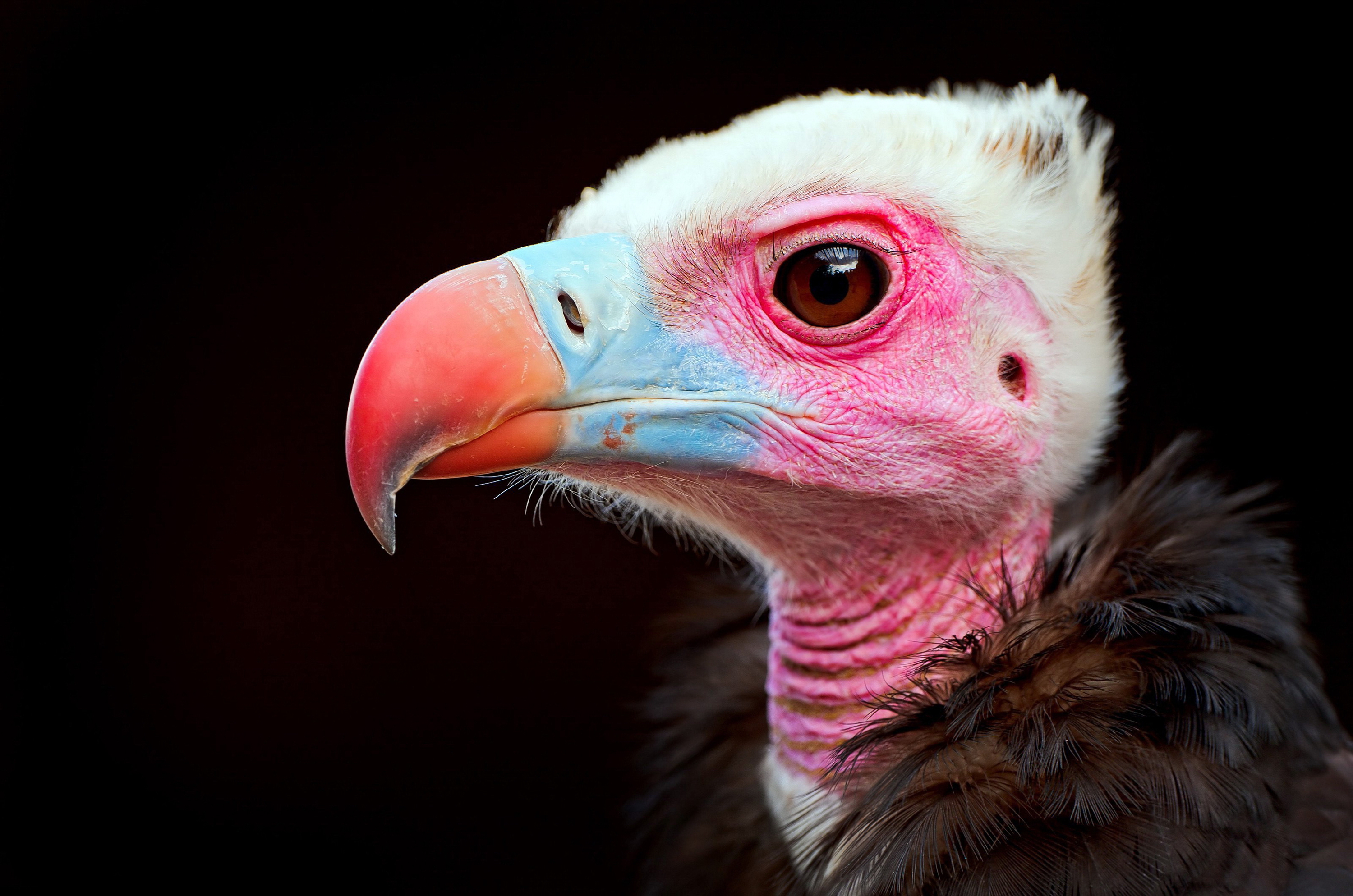 286018 télécharger l'image animaux, vautour, des oiseaux - fonds d'écran et économiseurs d'écran gratuits