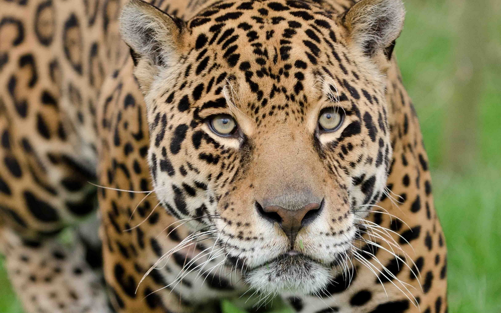 Handy-Wallpaper Jaguar, Katzen, Tiere kostenlos herunterladen.