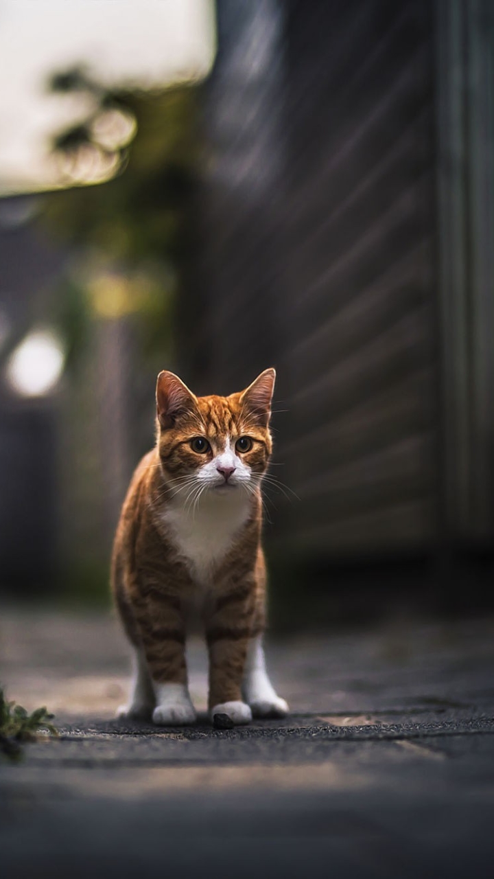 Baixar papel de parede para celular de Animais, Gatos, Gato gratuito.