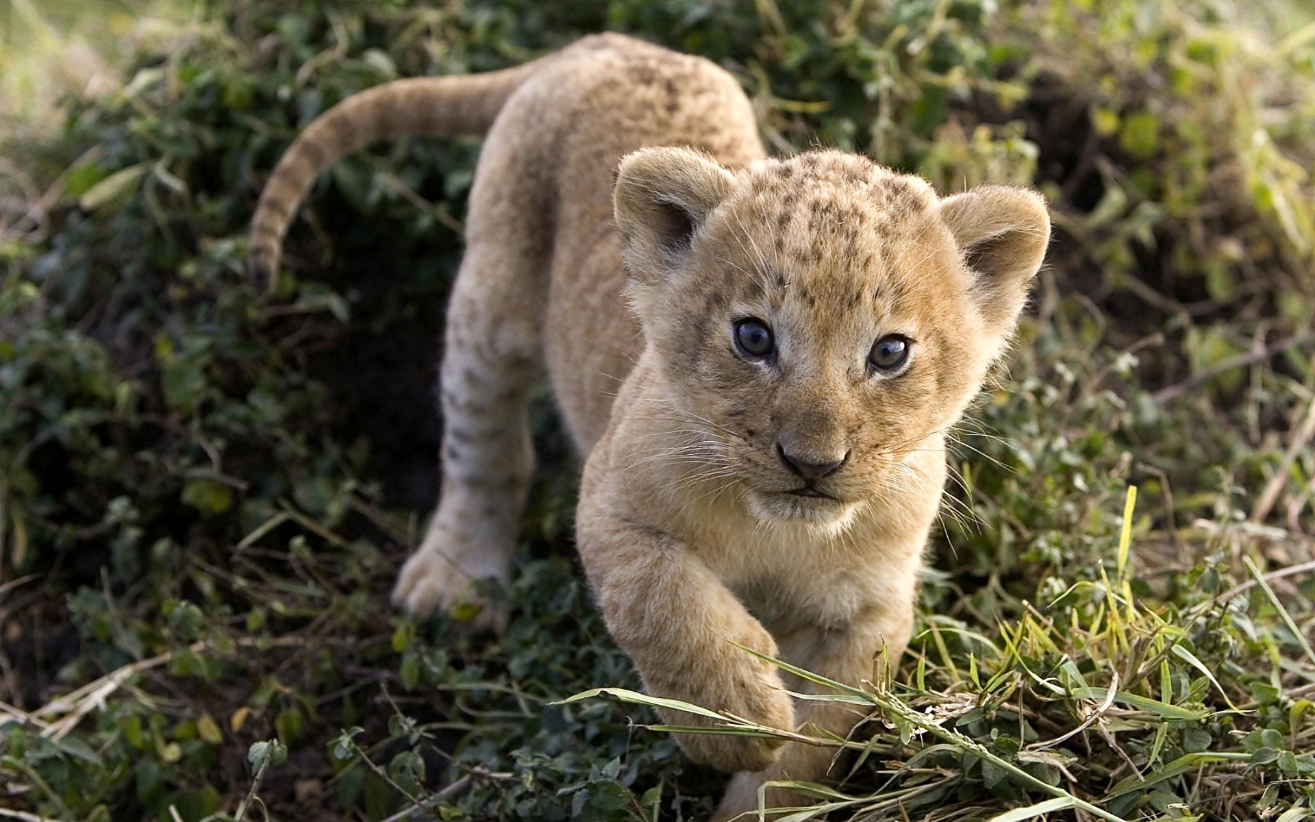 Download mobile wallpaper Baby Animal, Lion, Cats, Animal for free.