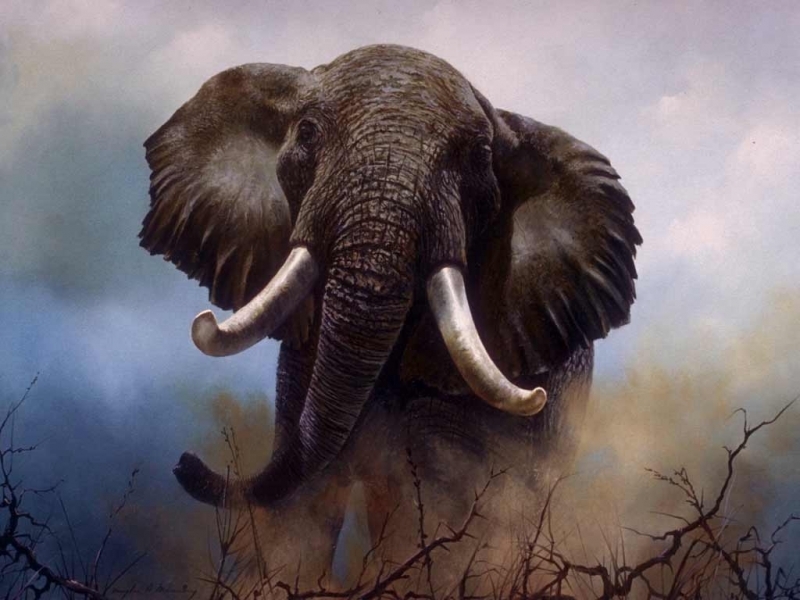 Скачать картинку Животные, Слоны в телефон бесплатно.