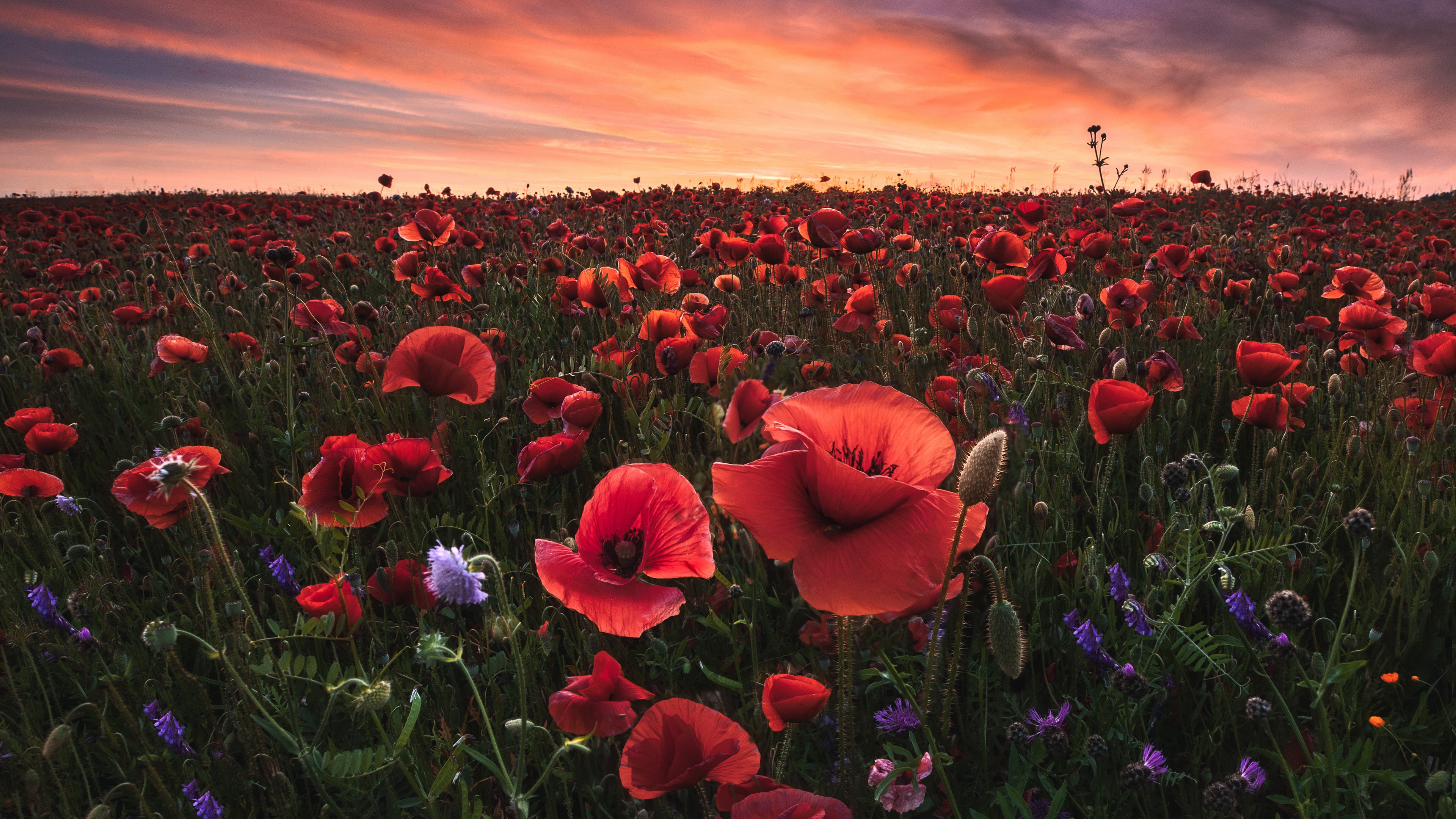 Laden Sie das Blumen, Mohn, Rote Blume, Erde/natur-Bild kostenlos auf Ihren PC-Desktop herunter