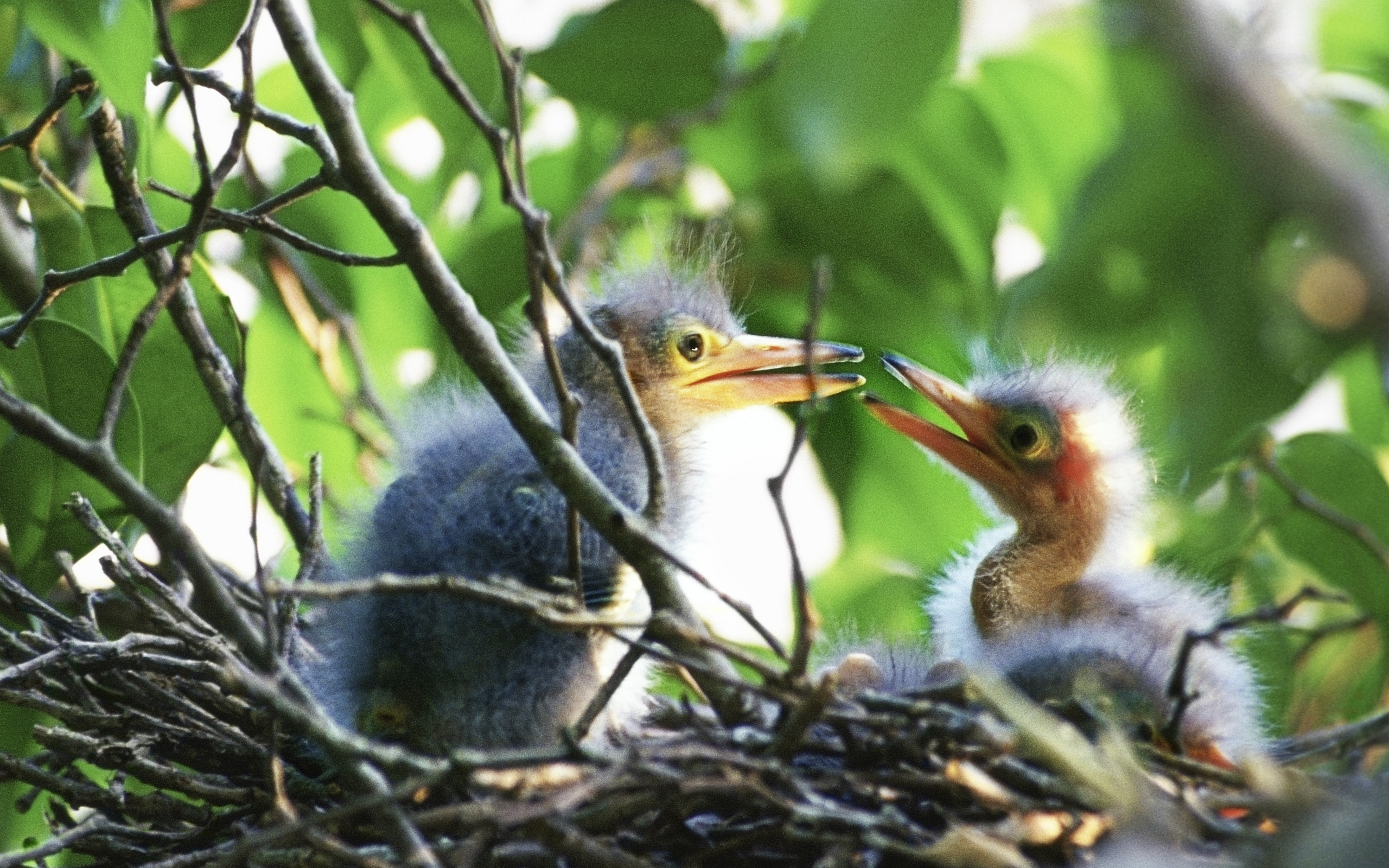 Free download wallpaper Birds, Bird, Animal on your PC desktop