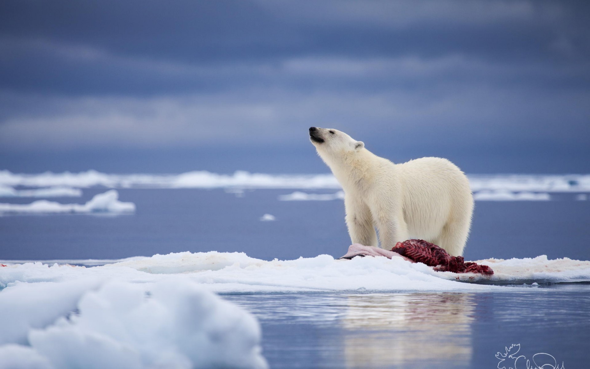 Download mobile wallpaper Bears, Polar Bear, Animal for free.