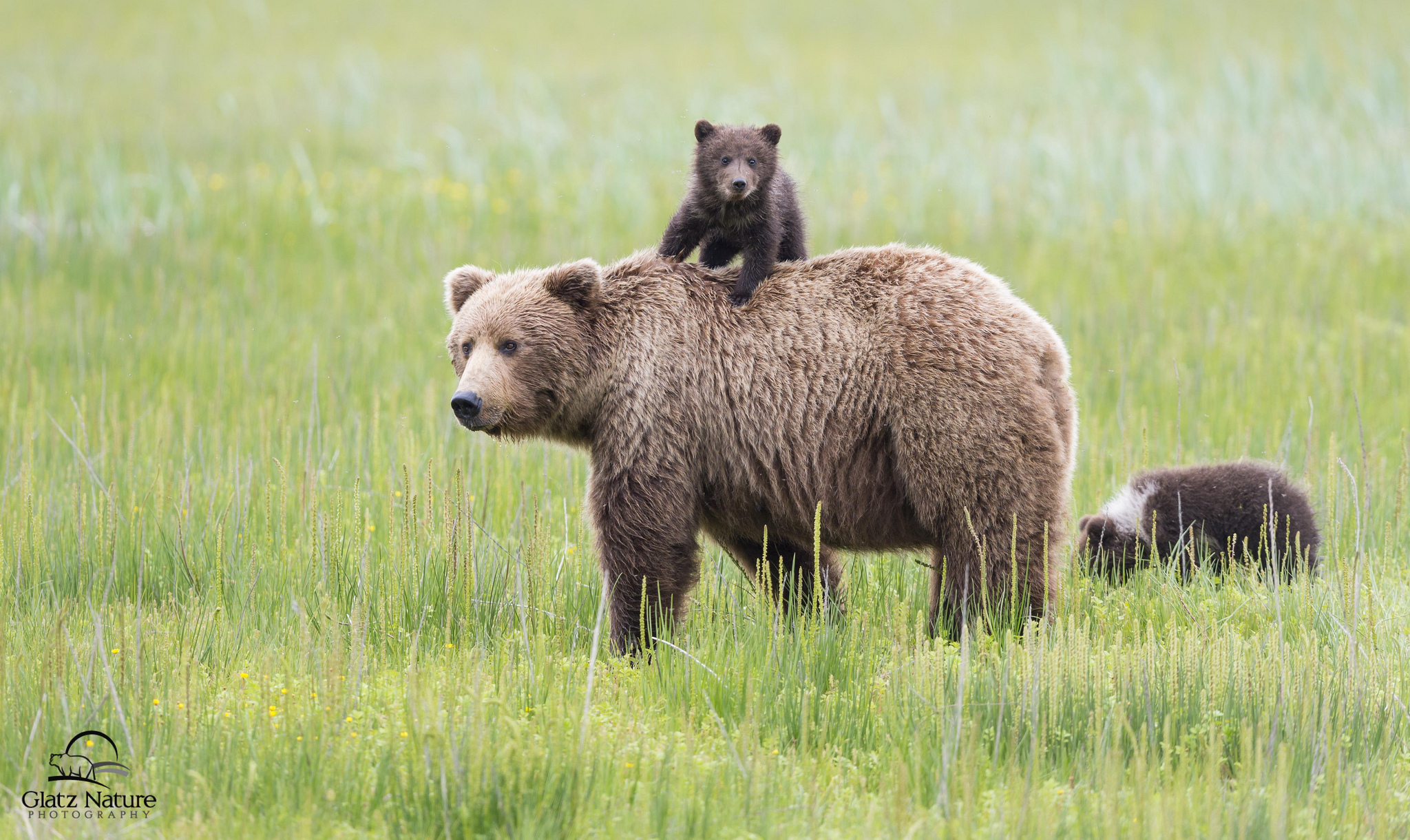 Скачать картинку Животные, Медведи, Медведь, Детеныш, Луга, Аляска в телефон бесплатно.