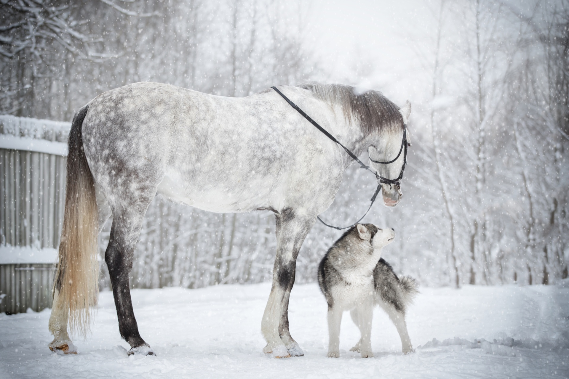 Free download wallpaper Winter, Snow, Dog, Animal, Horse, Husky, Snowfall on your PC desktop