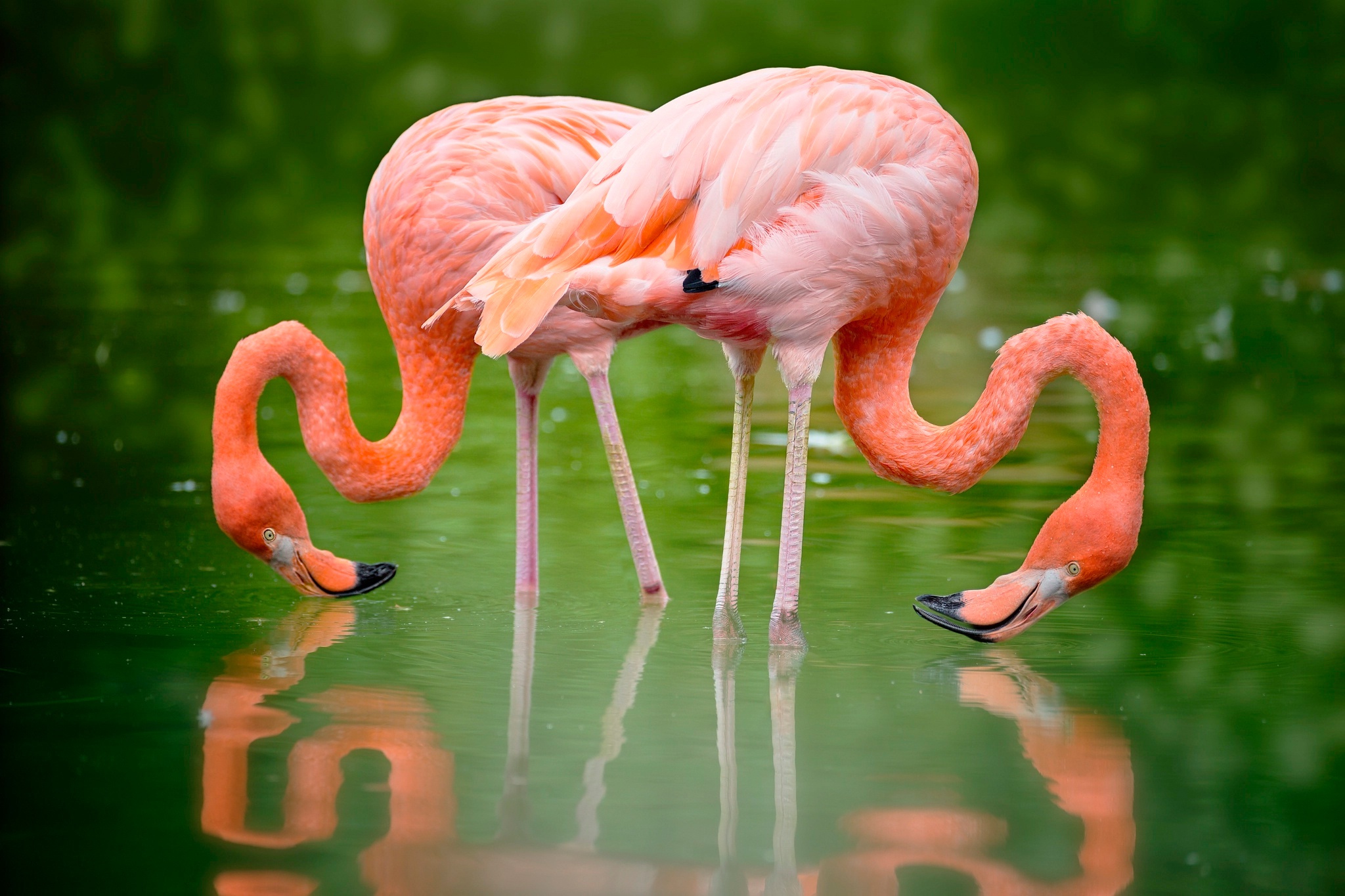 Free download wallpaper Birds, Flamingo, Reflection, Bird, Animal on your PC desktop