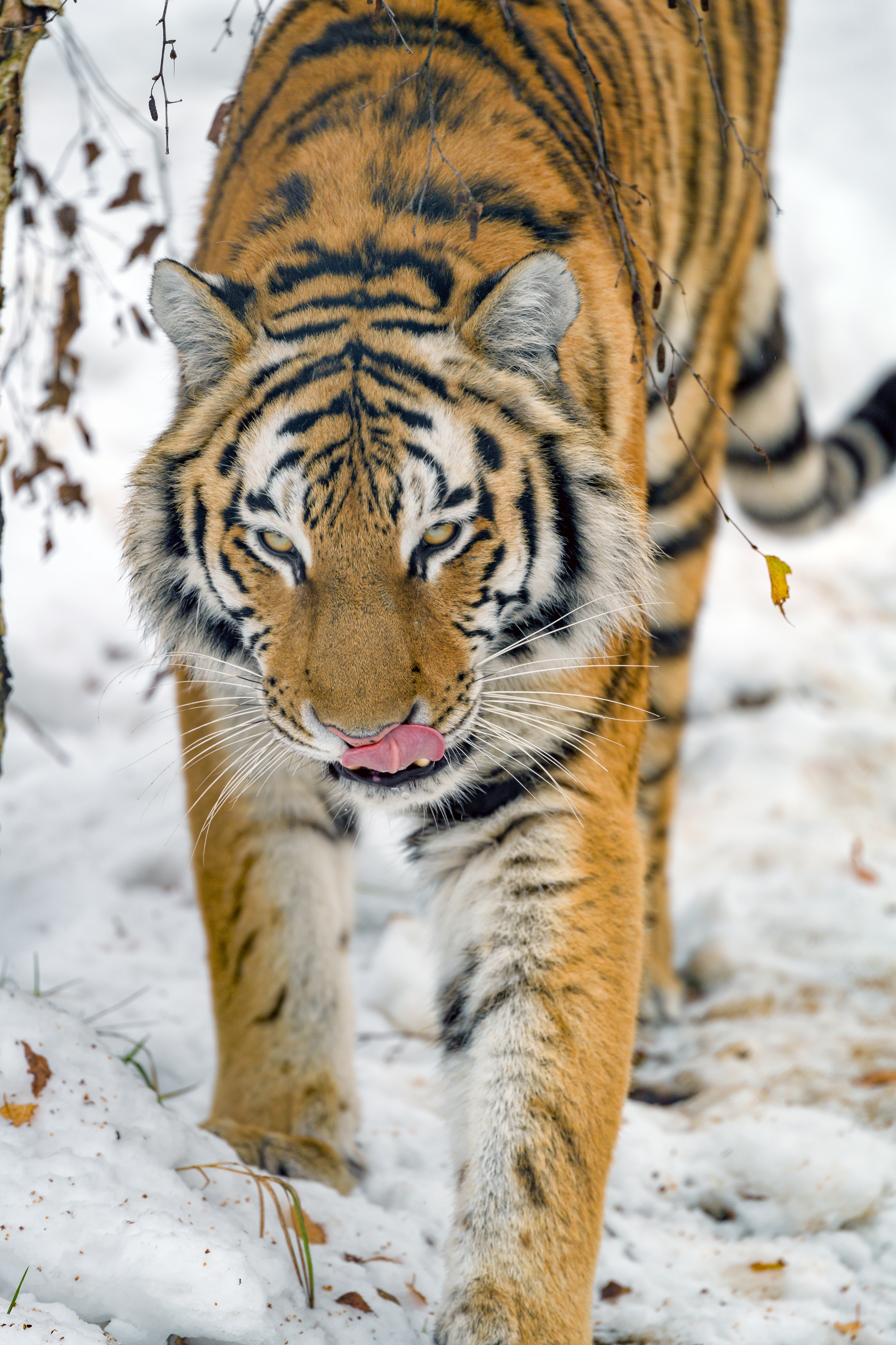 Download mobile wallpaper Tongue Stuck Out, Protruding Tongue, Big Cat, Animals, Animal, Wildlife, Tiger for free.