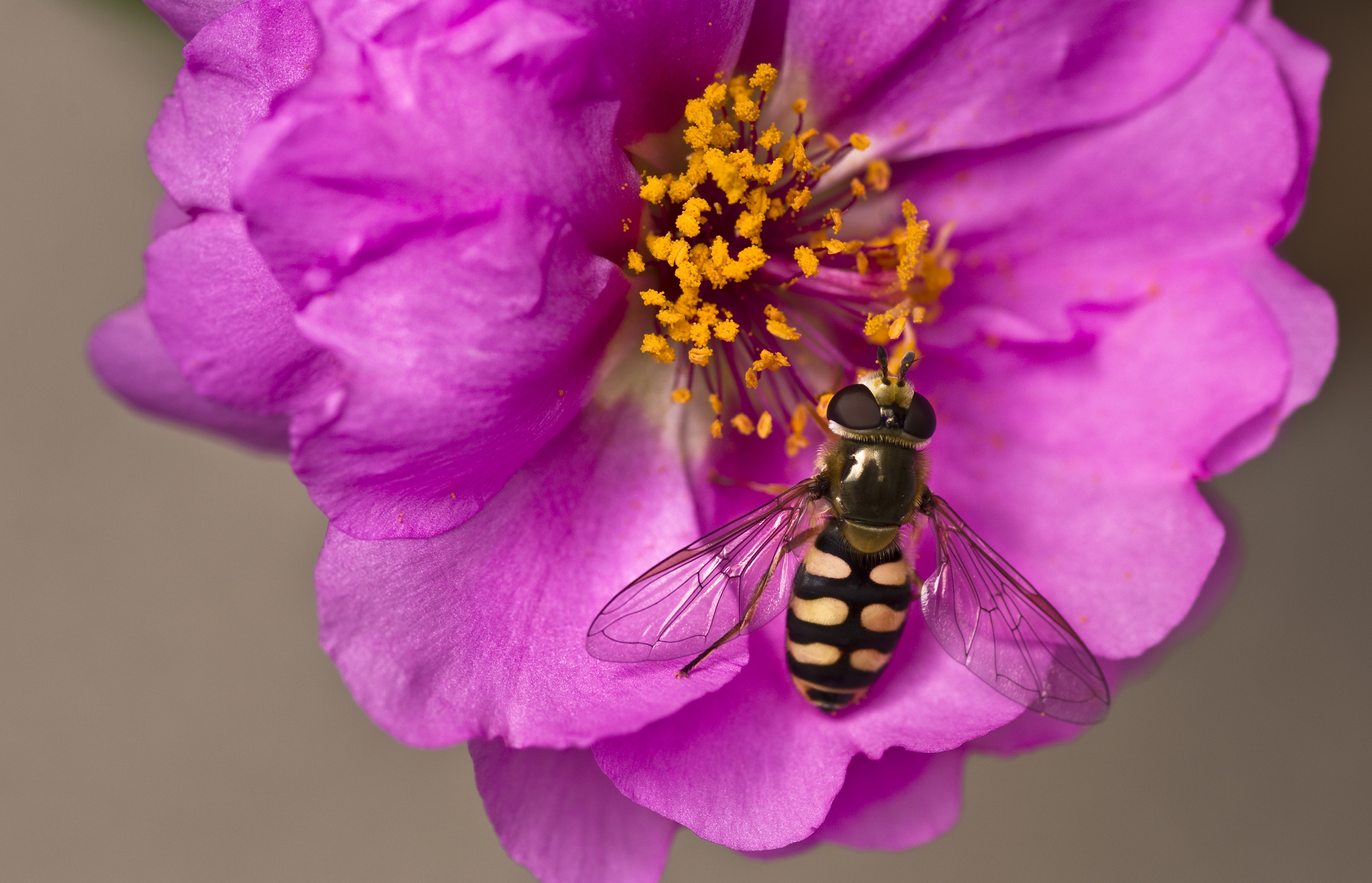 Téléchargez gratuitement l'image Animaux, Fleur, Fermer, Insecte, Mouche, Fleur Rose, Syrphes, Mouches Syrphes sur le bureau de votre PC