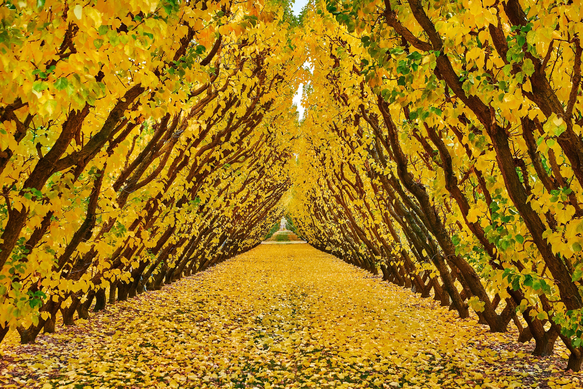 Laden Sie das Natur, Herbst, Park, Baum, Tunnel, Fotografie-Bild kostenlos auf Ihren PC-Desktop herunter