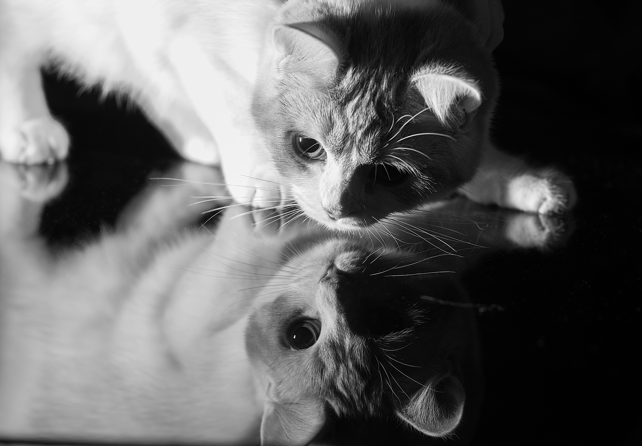 Descarga gratuita de fondo de pantalla para móvil de Blanco Y Negro, Gato, Gatos, Animales, Reflejo.