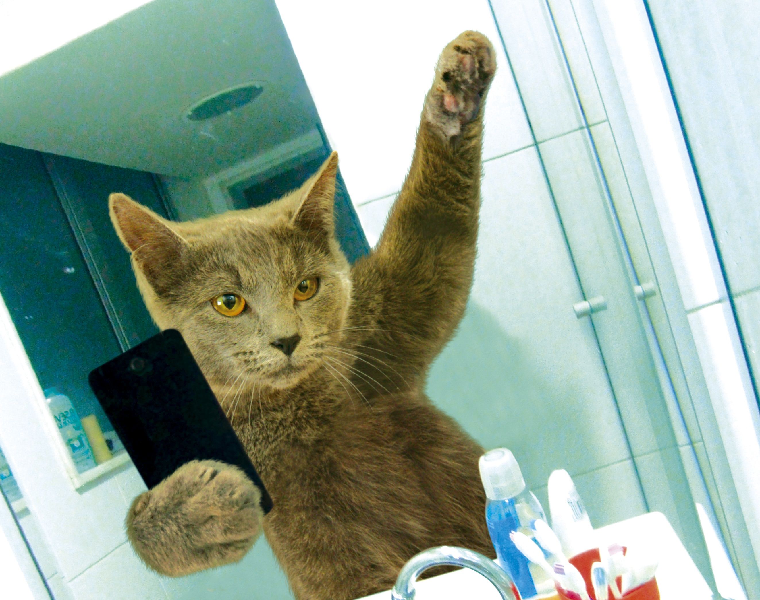 Baixar papel de parede para celular de Gatos, Gato, Humor gratuito.