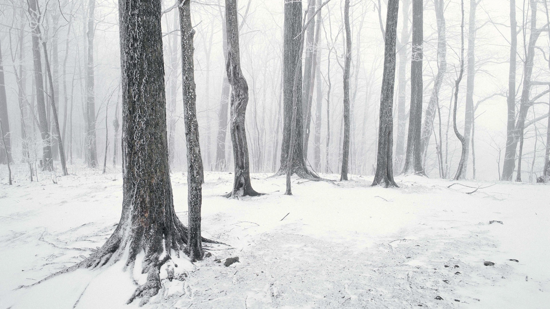 Téléchargez gratuitement l'image Hiver, Terre/nature sur le bureau de votre PC