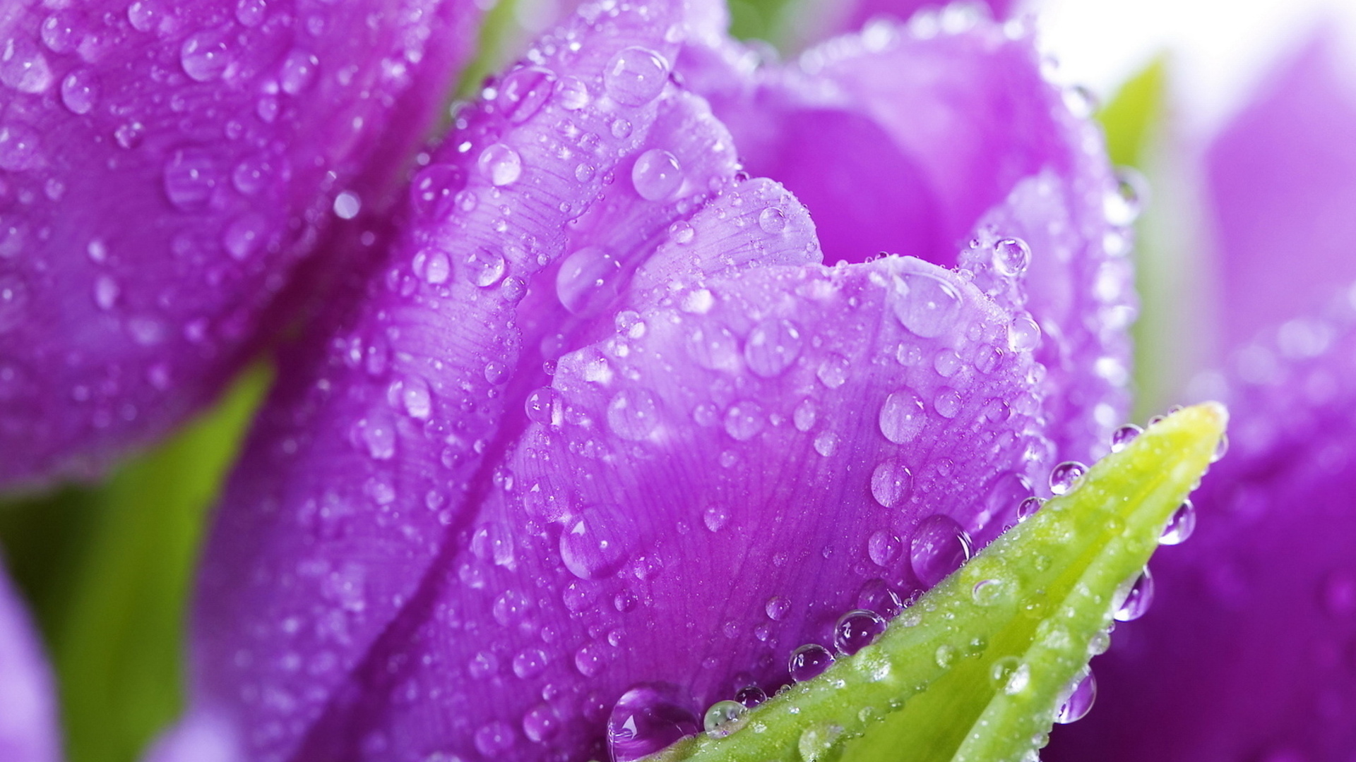 Download mobile wallpaper Water Drop, Tulip, Flowers, Flower, Earth for free.