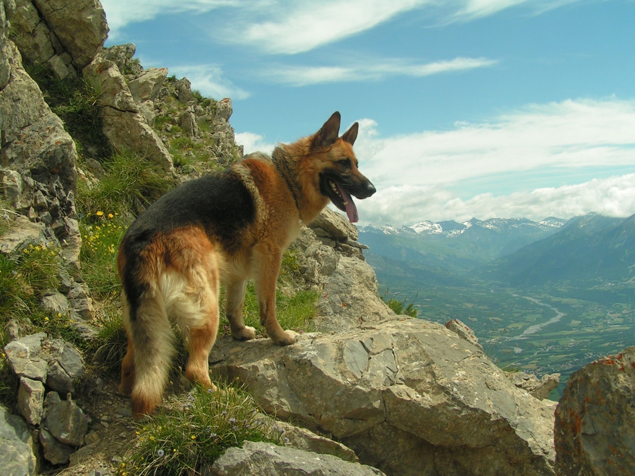 Handy-Wallpaper Tiere, Mountains, Hunde kostenlos herunterladen.