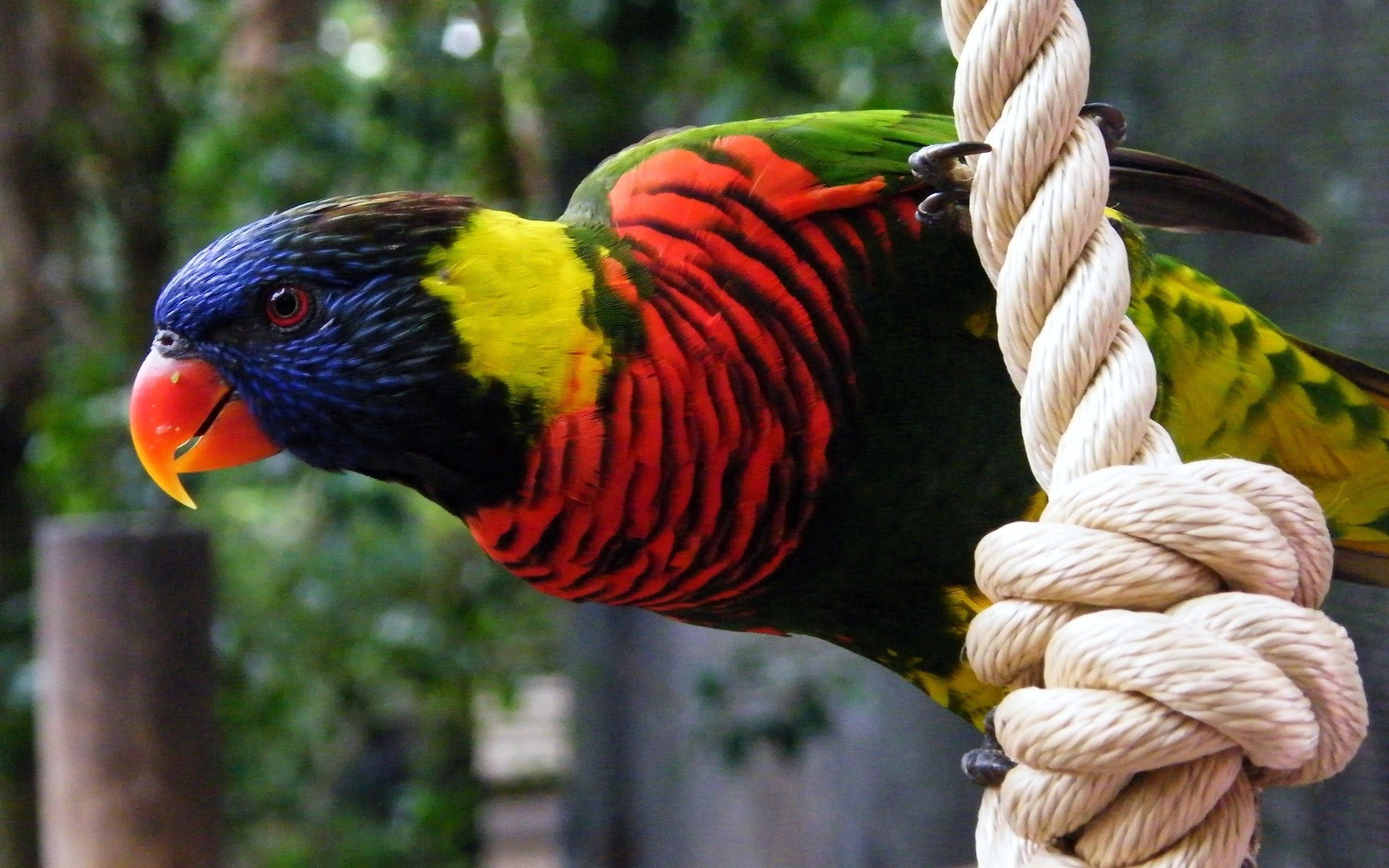 Download mobile wallpaper Rope, Animals, Motley, Bird, Multicolored, Parrots for free.