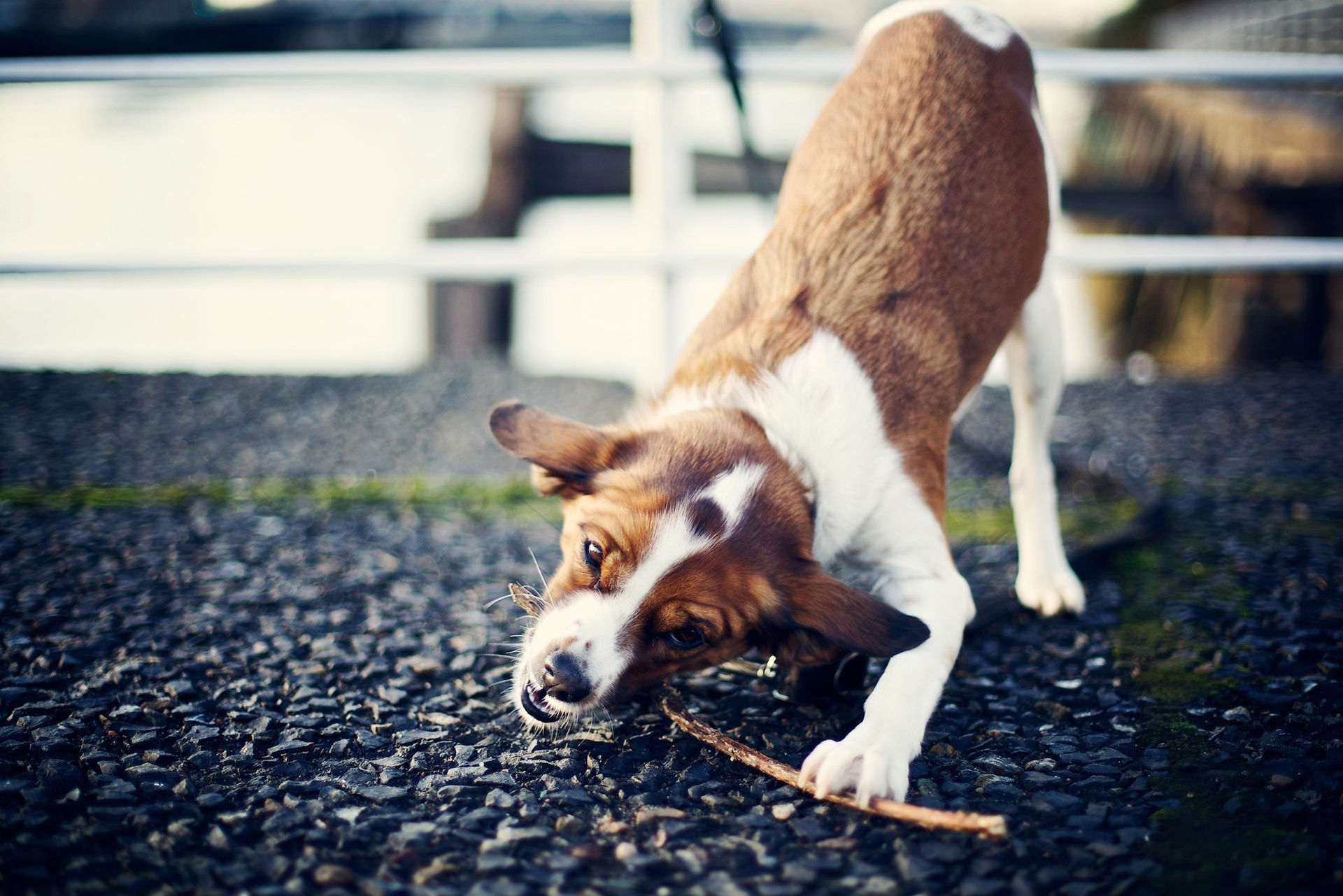 Handy-Wallpaper Tiere, Hunde, Hund kostenlos herunterladen.