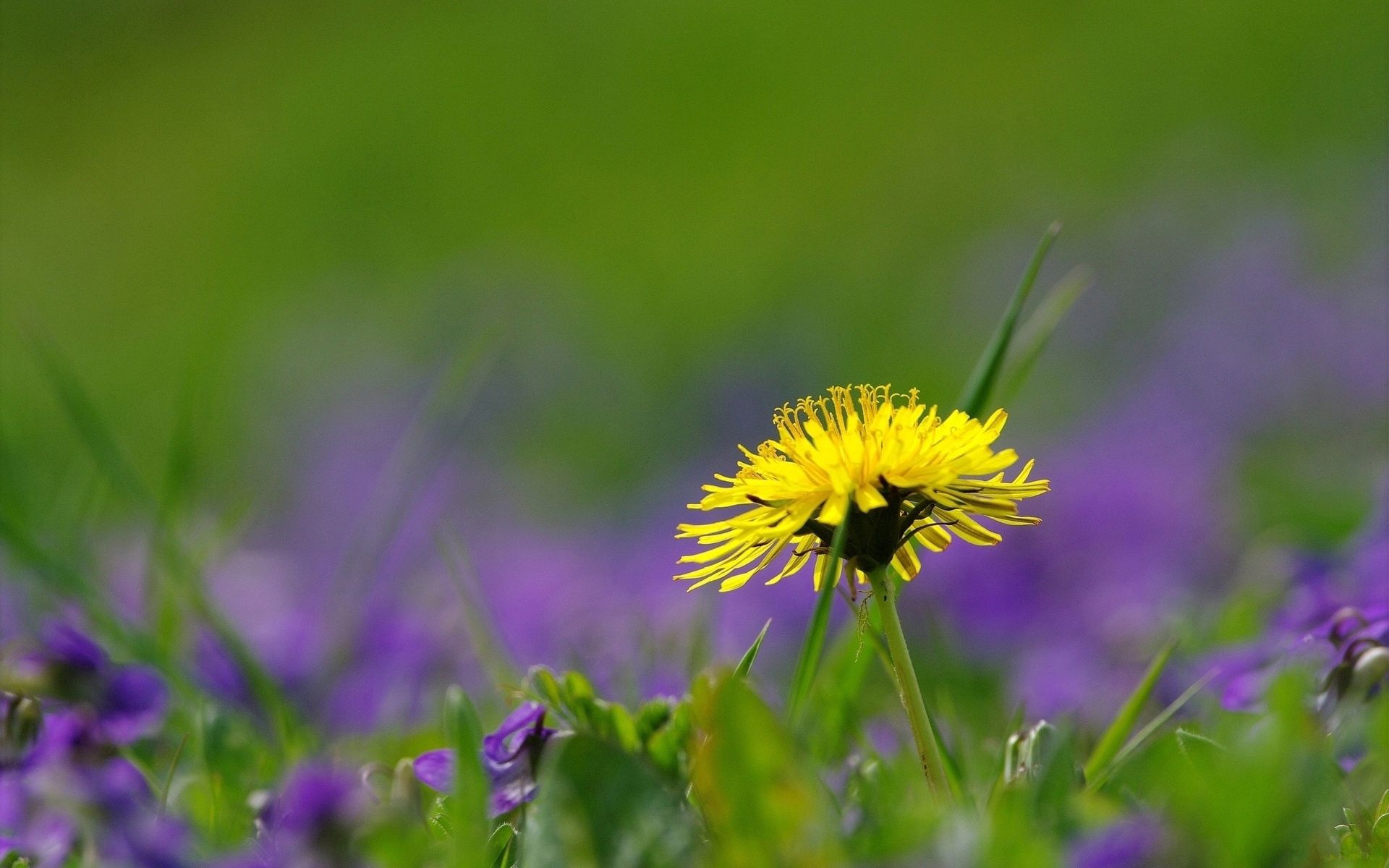 Laden Sie das Grass, Natur, Löwenzahn, Feld, Blumen-Bild kostenlos auf Ihren PC-Desktop herunter