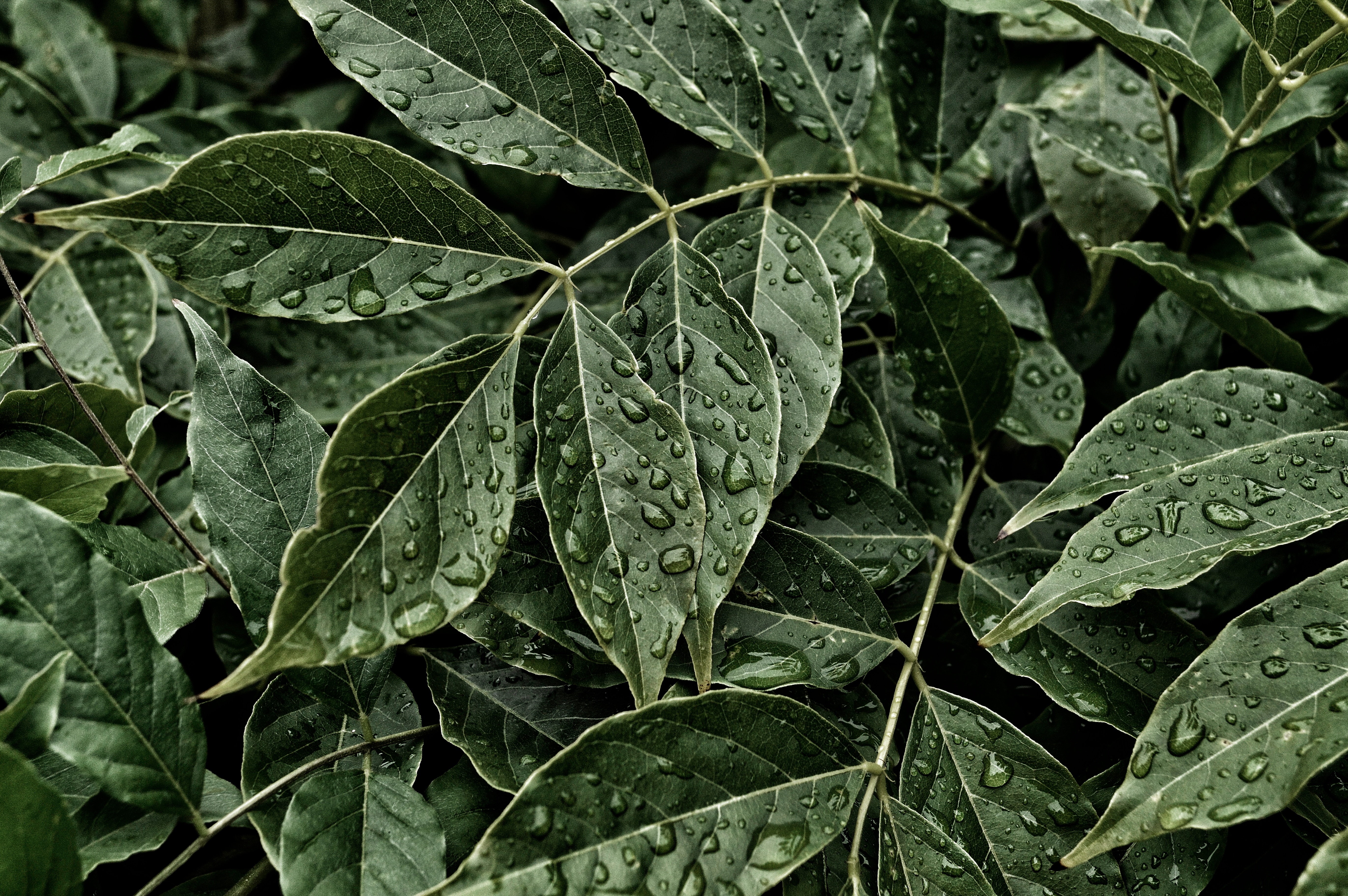 Download mobile wallpaper Leaves, Surface, Drops, Nature for free.