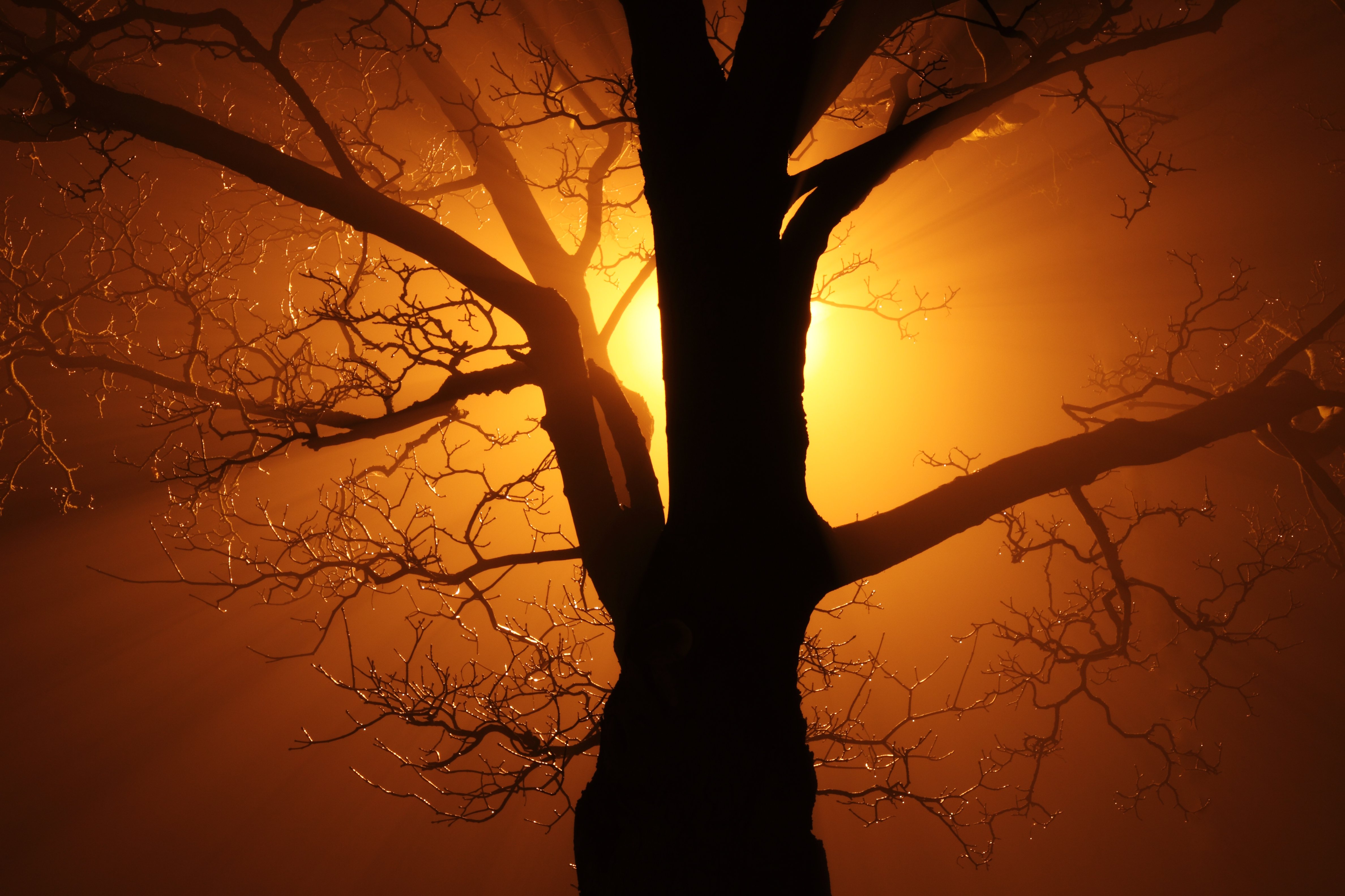 Laden Sie das Natur, Bäume, Hell, Silhouette, Baum, Ast, Sonne, Erde/natur, Orange Farbe)-Bild kostenlos auf Ihren PC-Desktop herunter