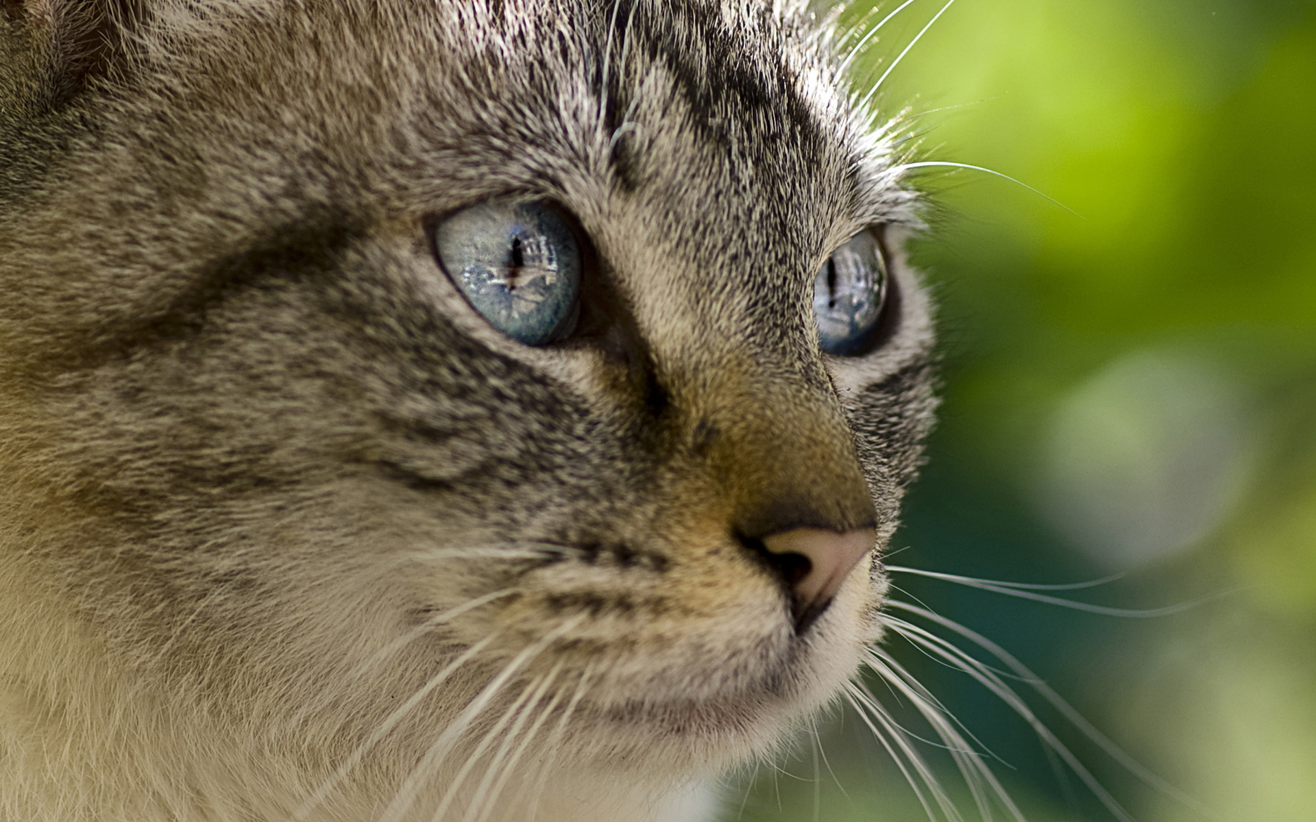 Téléchargez des papiers peints mobile Animaux, Chats, Chat gratuitement.