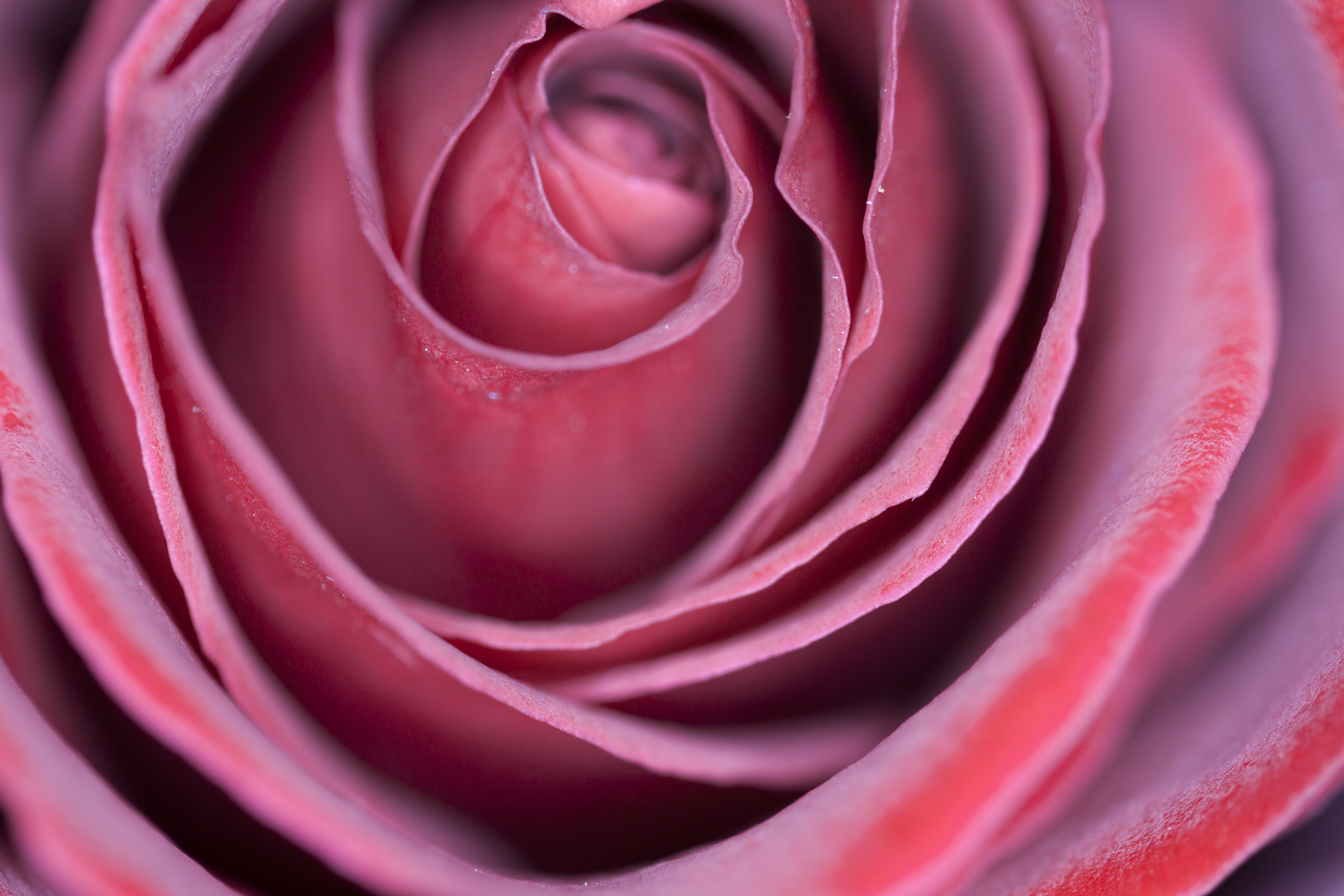 PCデスクトップにつぼみ, 蕾, 大きい, 薔薇, マクロ, 花びら, バラの花画像を無料でダウンロード