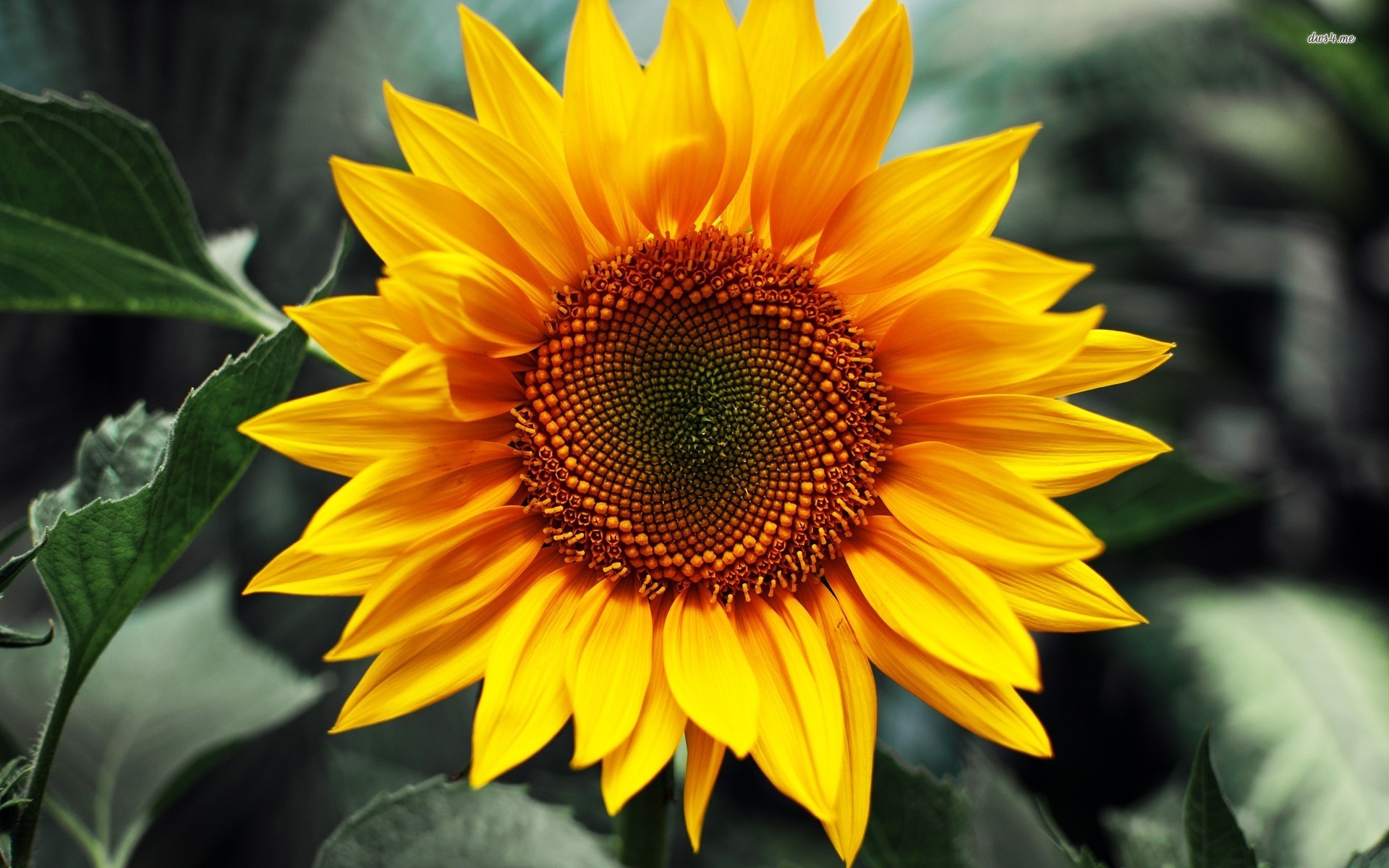 Download mobile wallpaper Sunflower, Flowers, Flower, Earth for free.