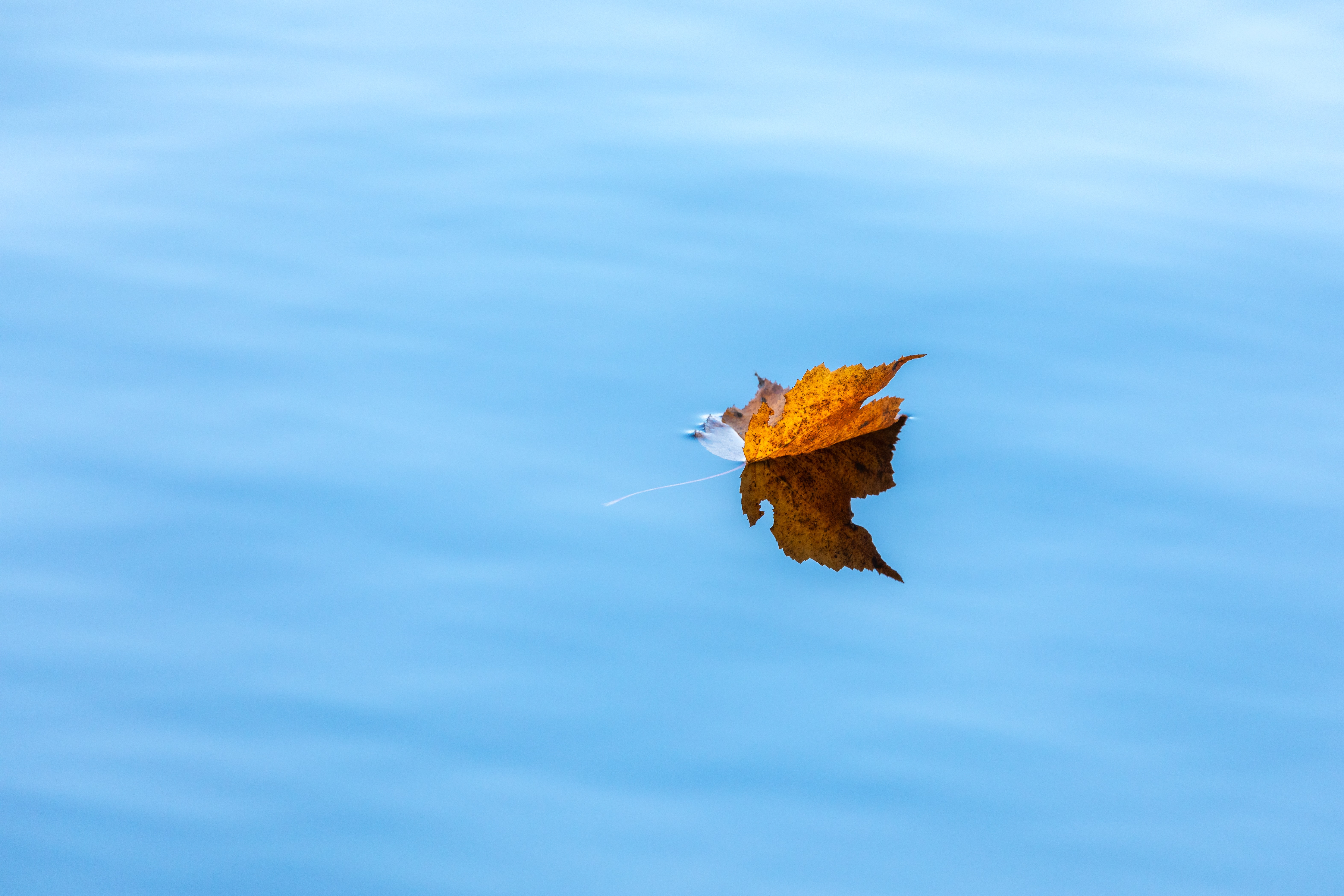 nature, water, autumn, leaflet, maple